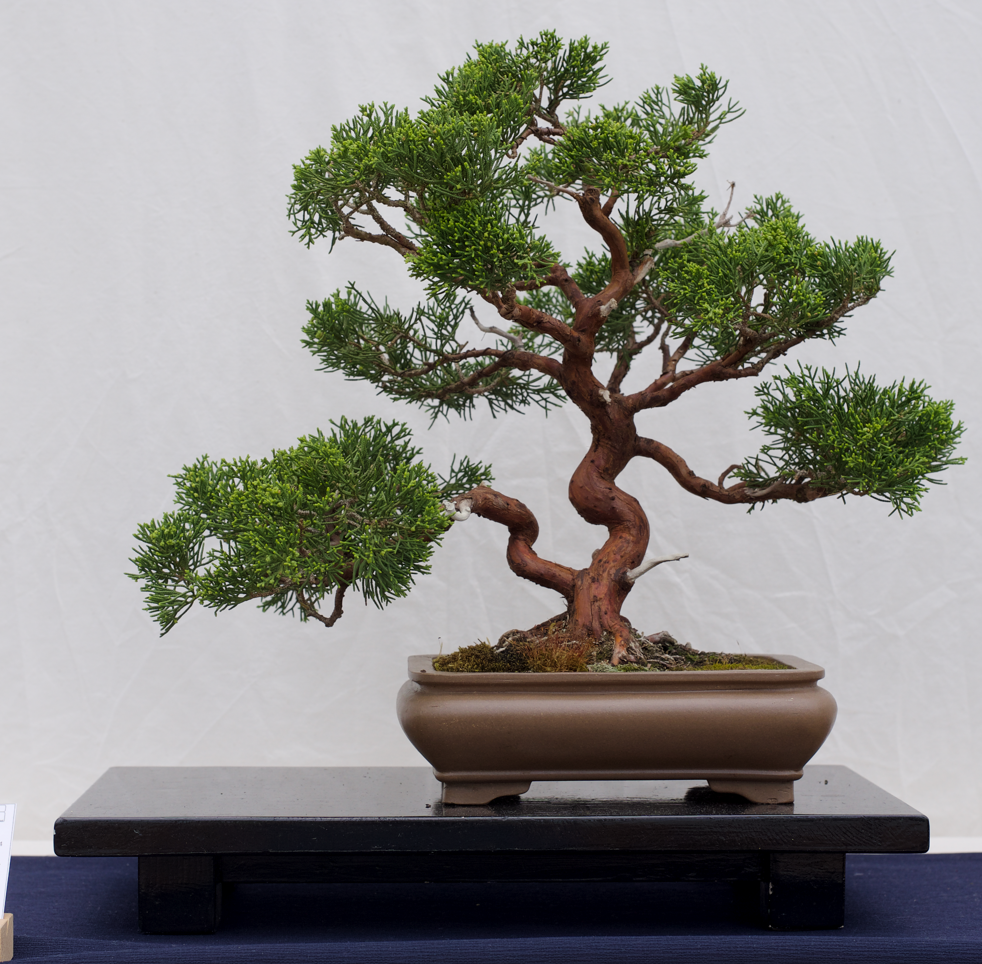 Chinese Juniper Informal Upright Bonsai