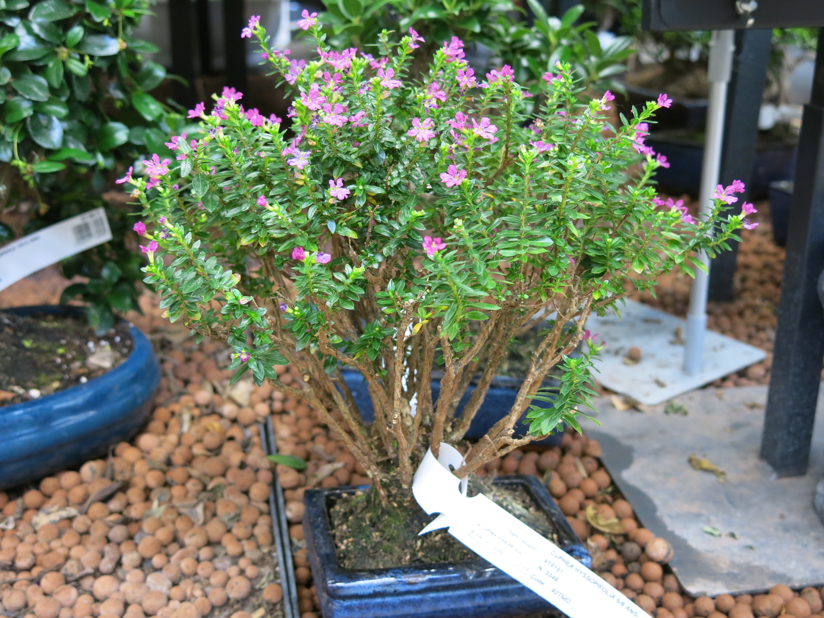 False Heather Bonsai
