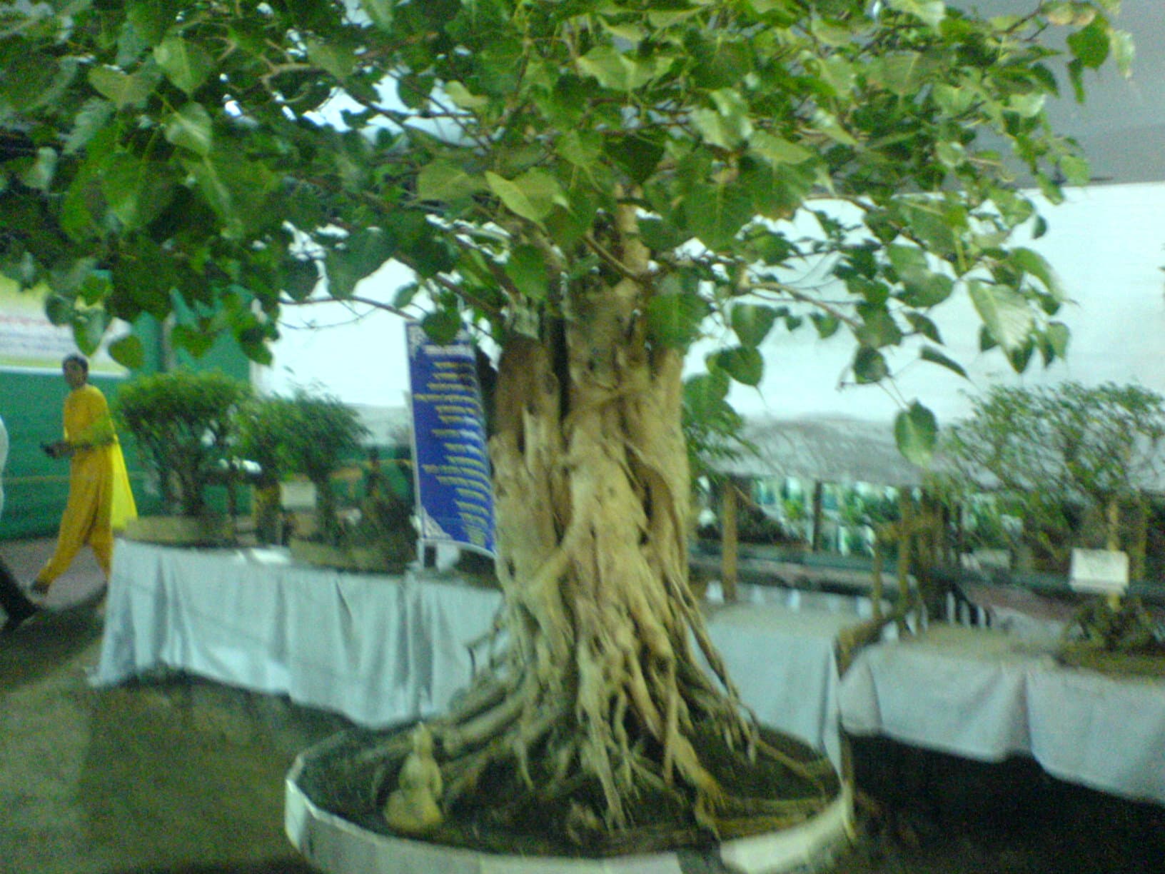 150-Year-Old Sacred Fig Bonsai