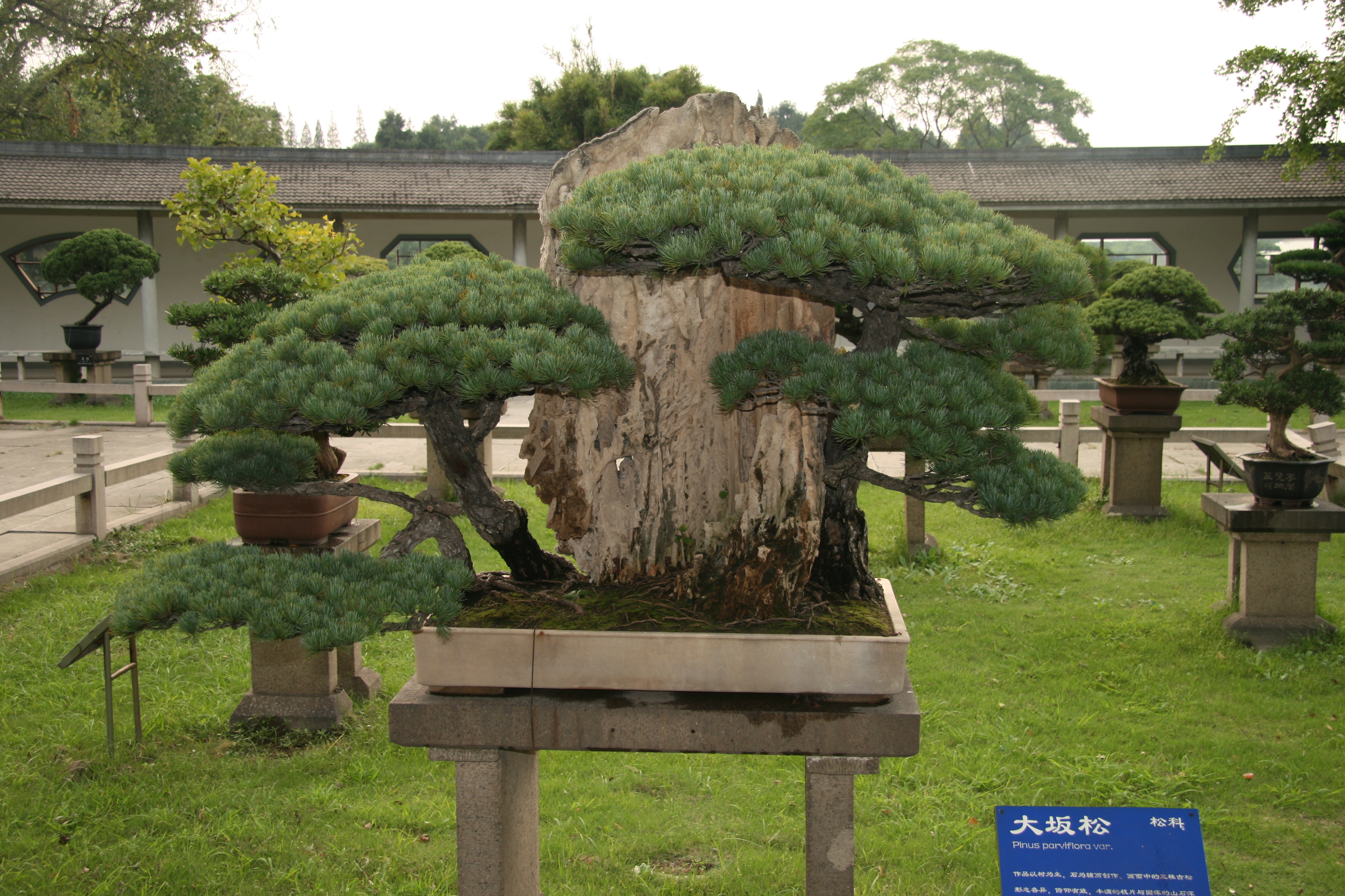 Japanese White Pine Rock Penjing