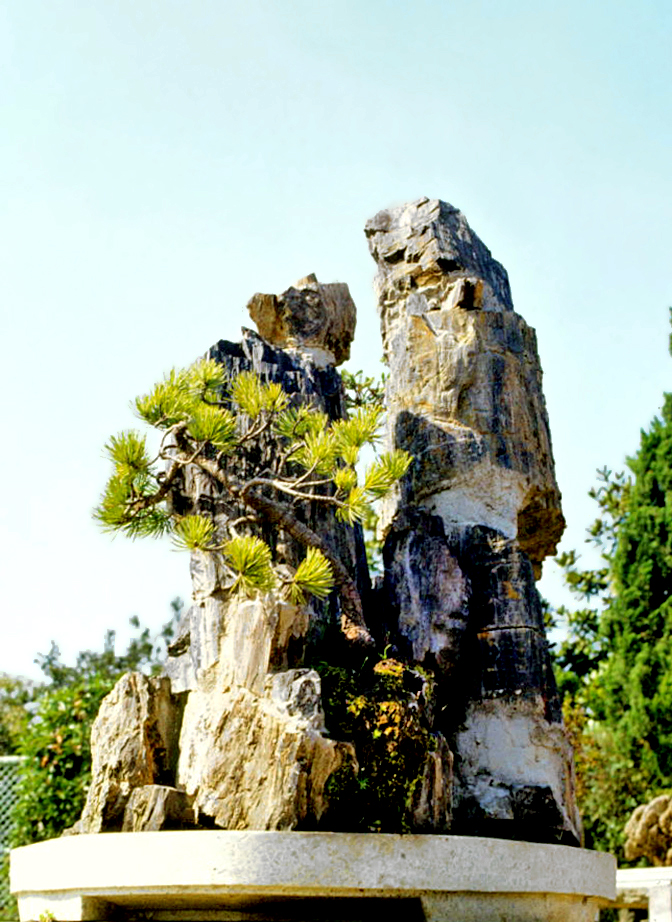 Chinese Red Pine Penjing on Rock