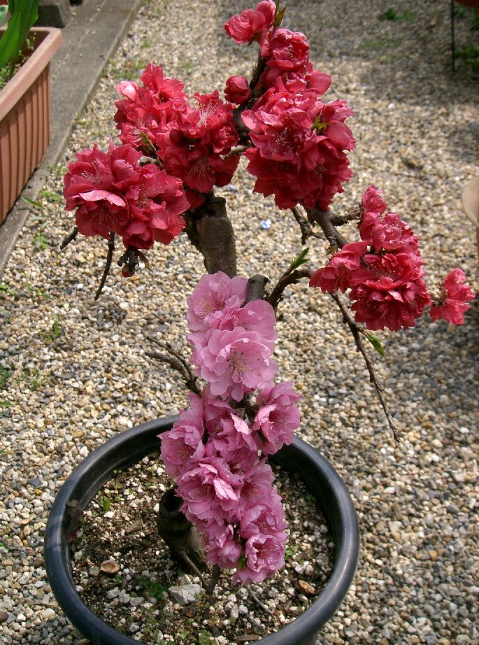 Dual-Color Flowering Peach Bonsai