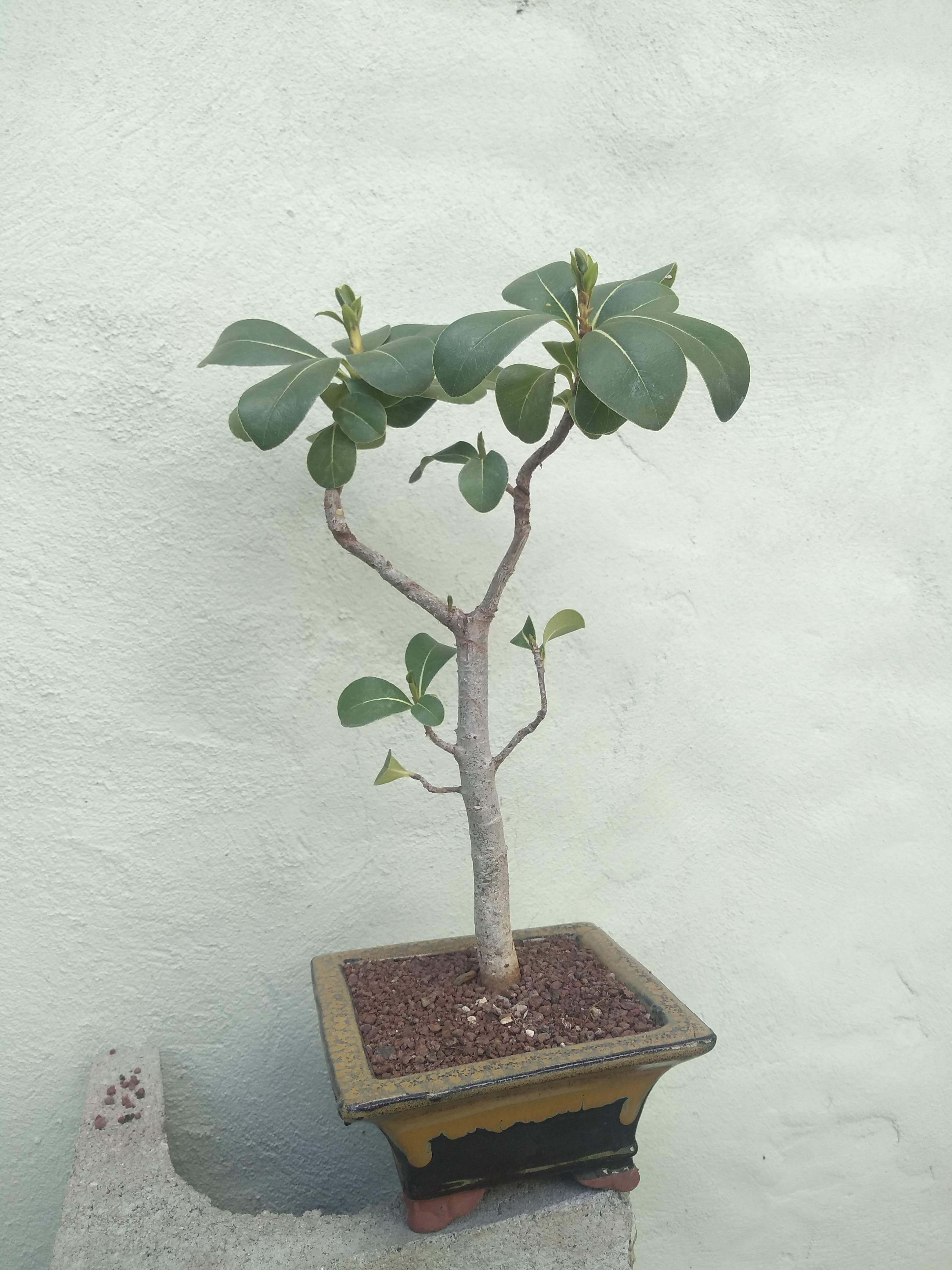 Autograph Tree Bonsai
