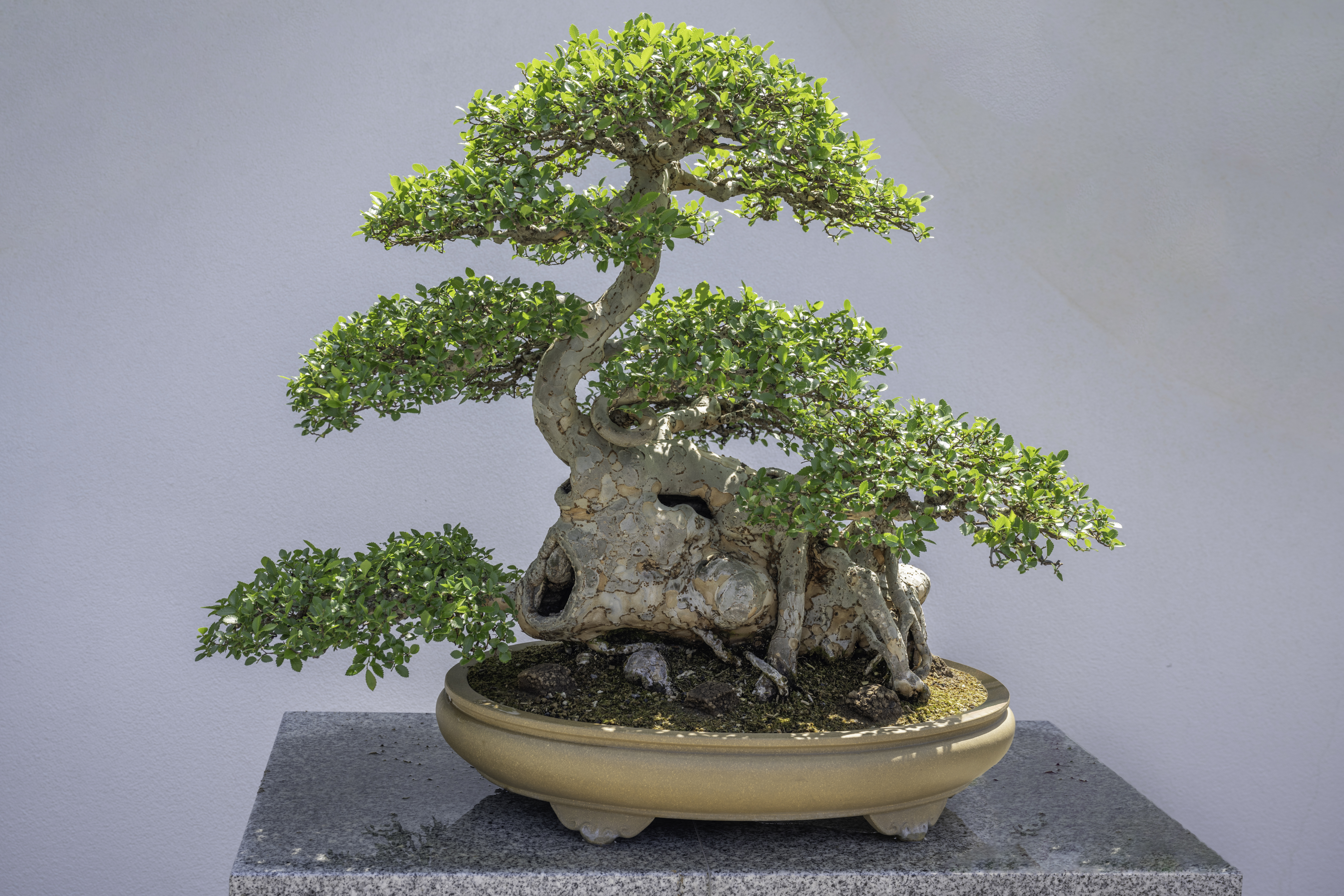 Aged Chinese Banyan Bonsai