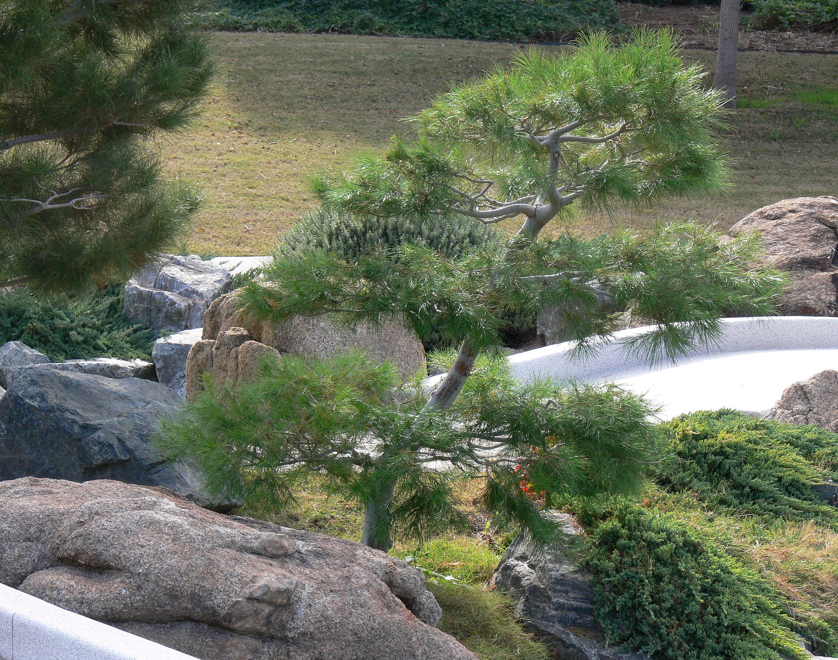 Japanese Black Pine Penjing