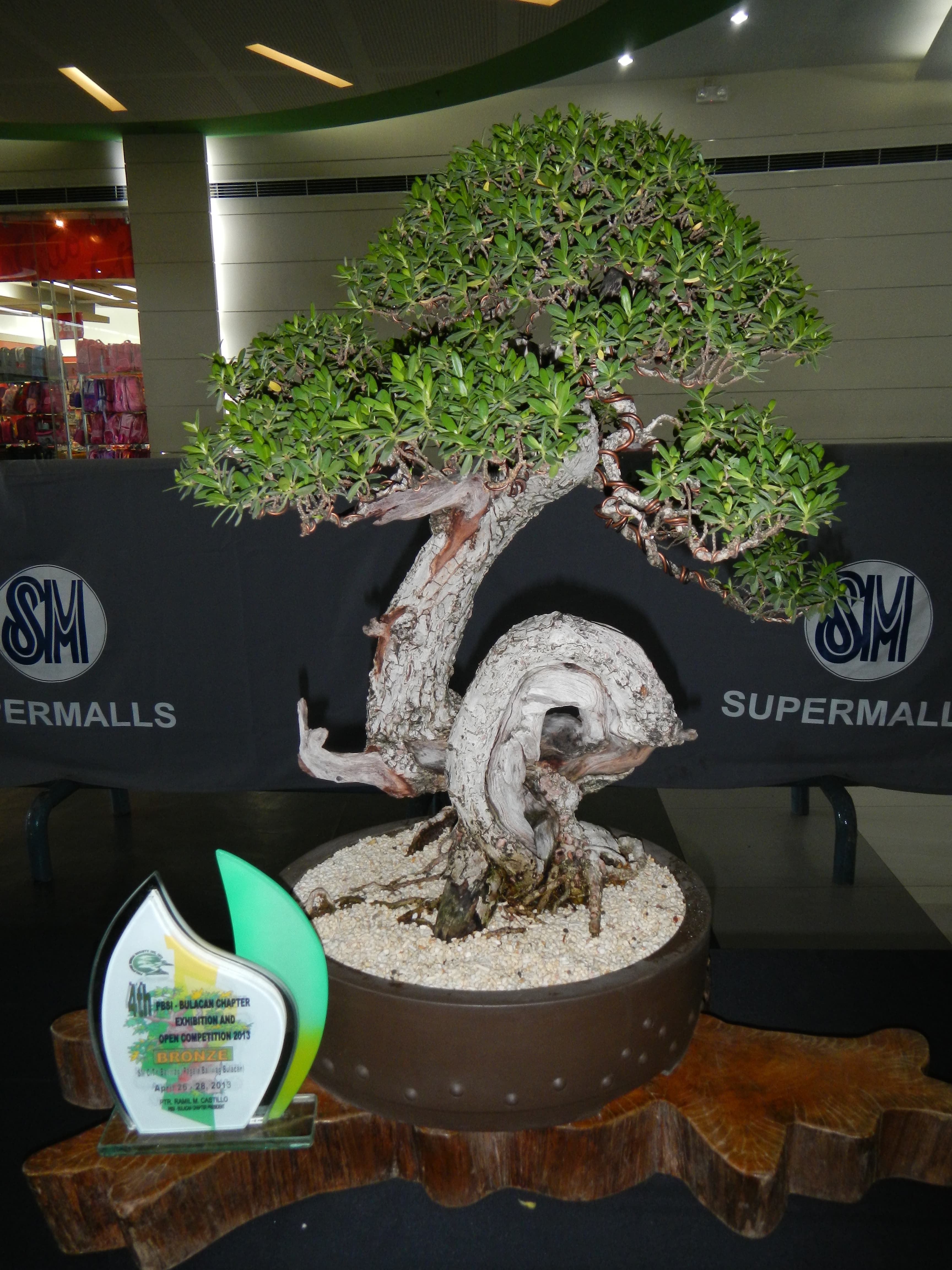 Philippine Tea Tree Bonsai with Dramatic Deadwood