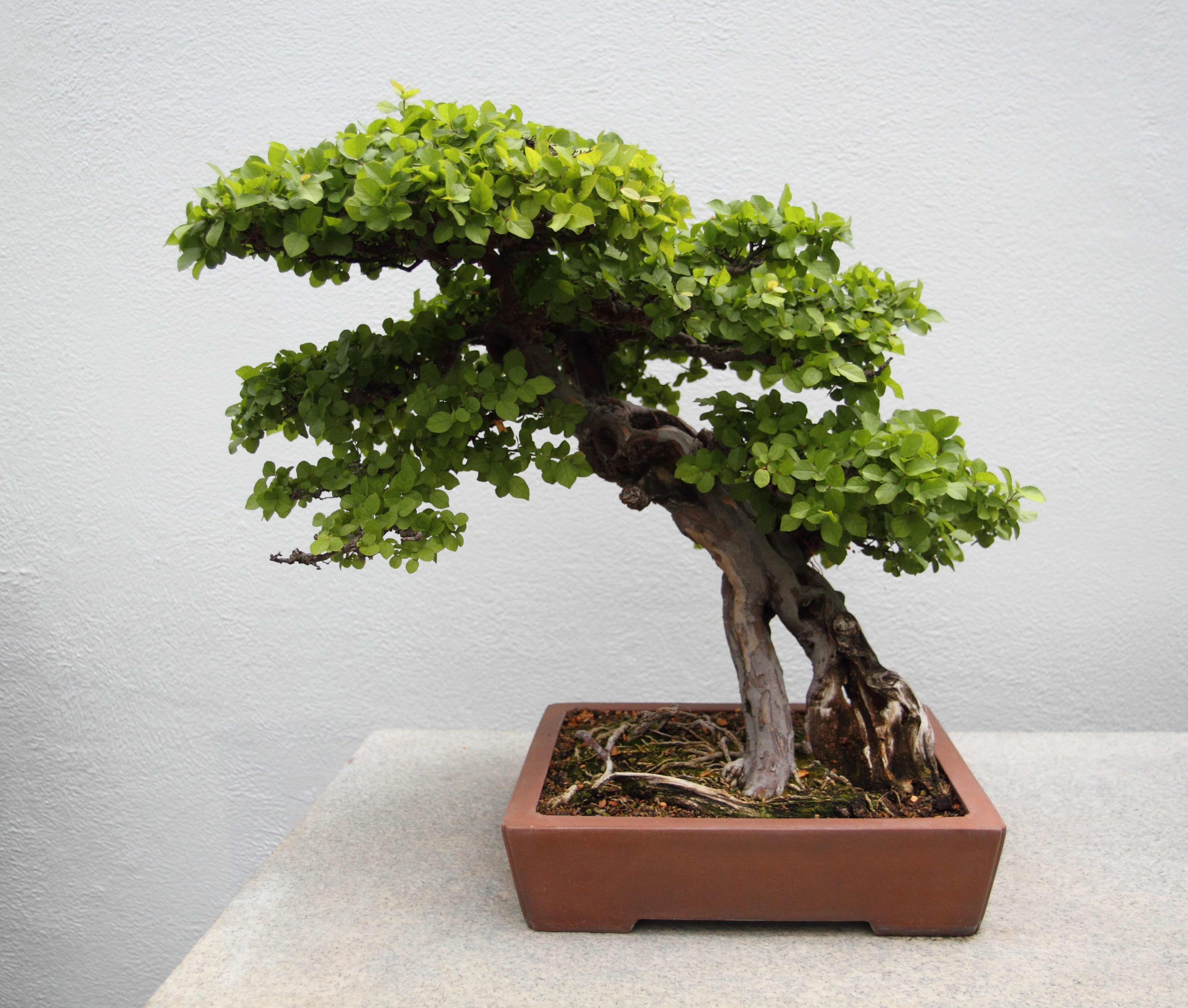 Sageretia Theezans Slanting Bonsai