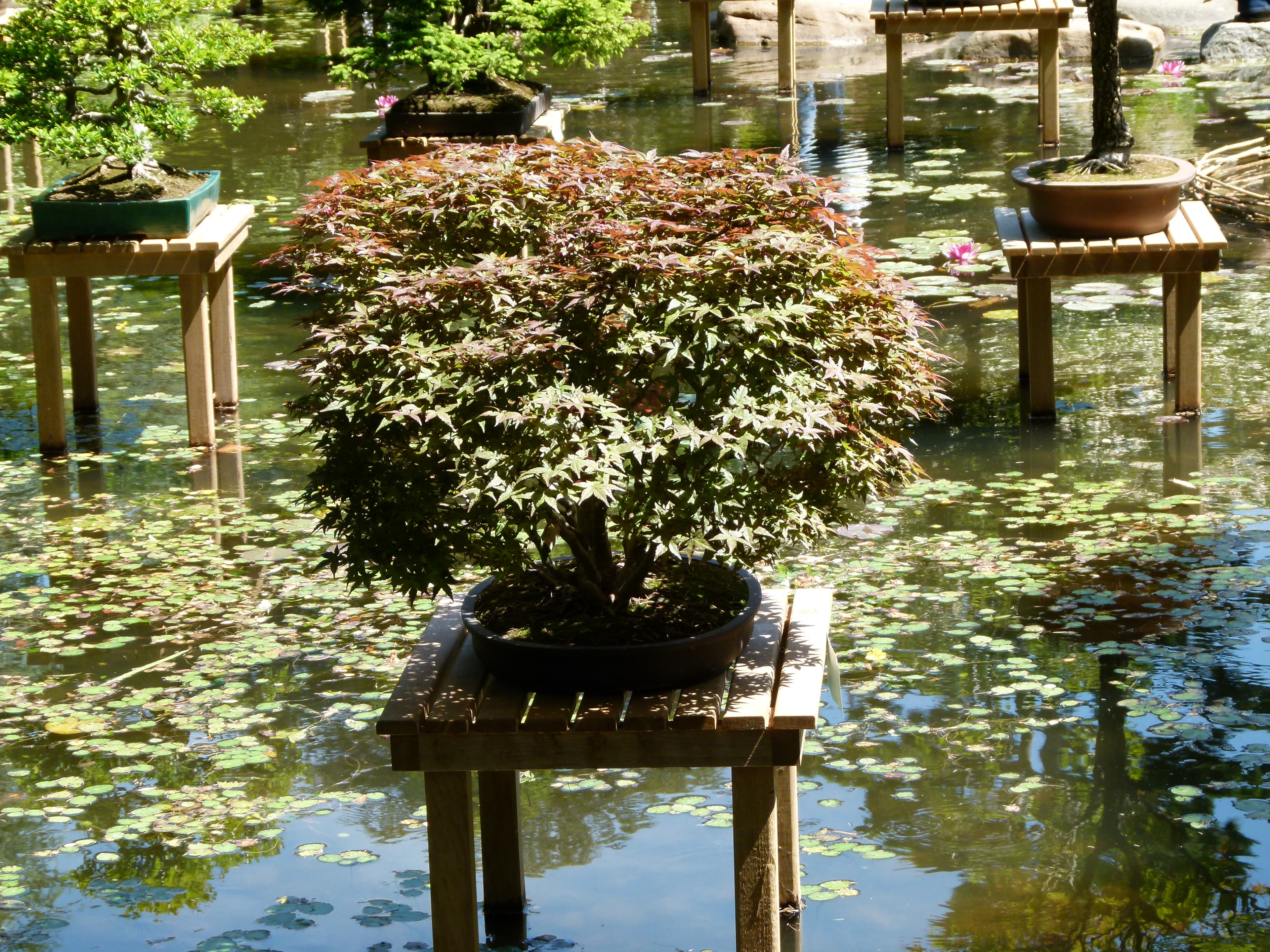 Japanese Maple Bonsai
