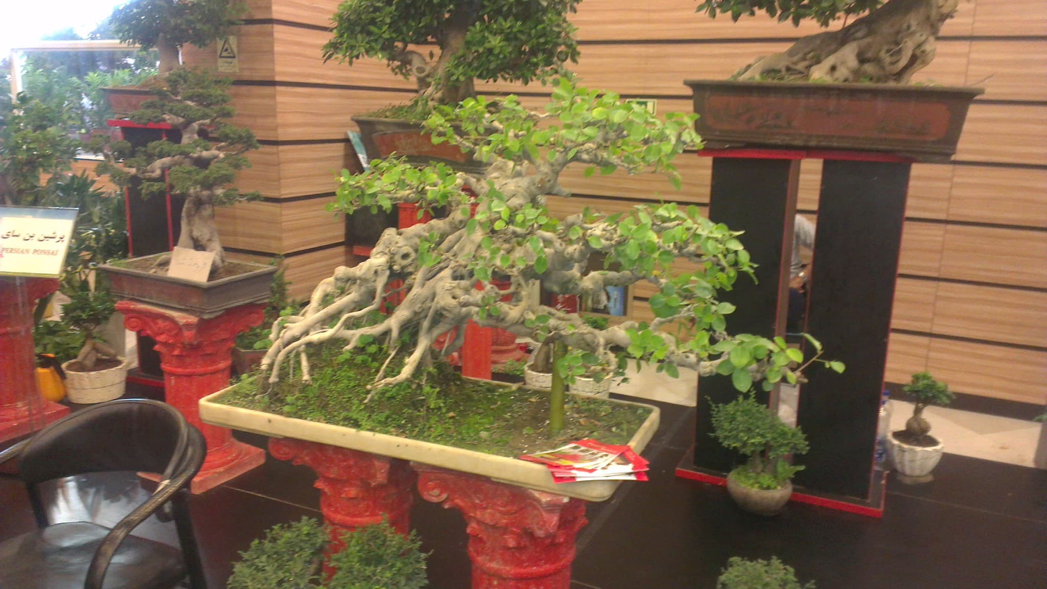 Root-over-rock Ficus Bonsai