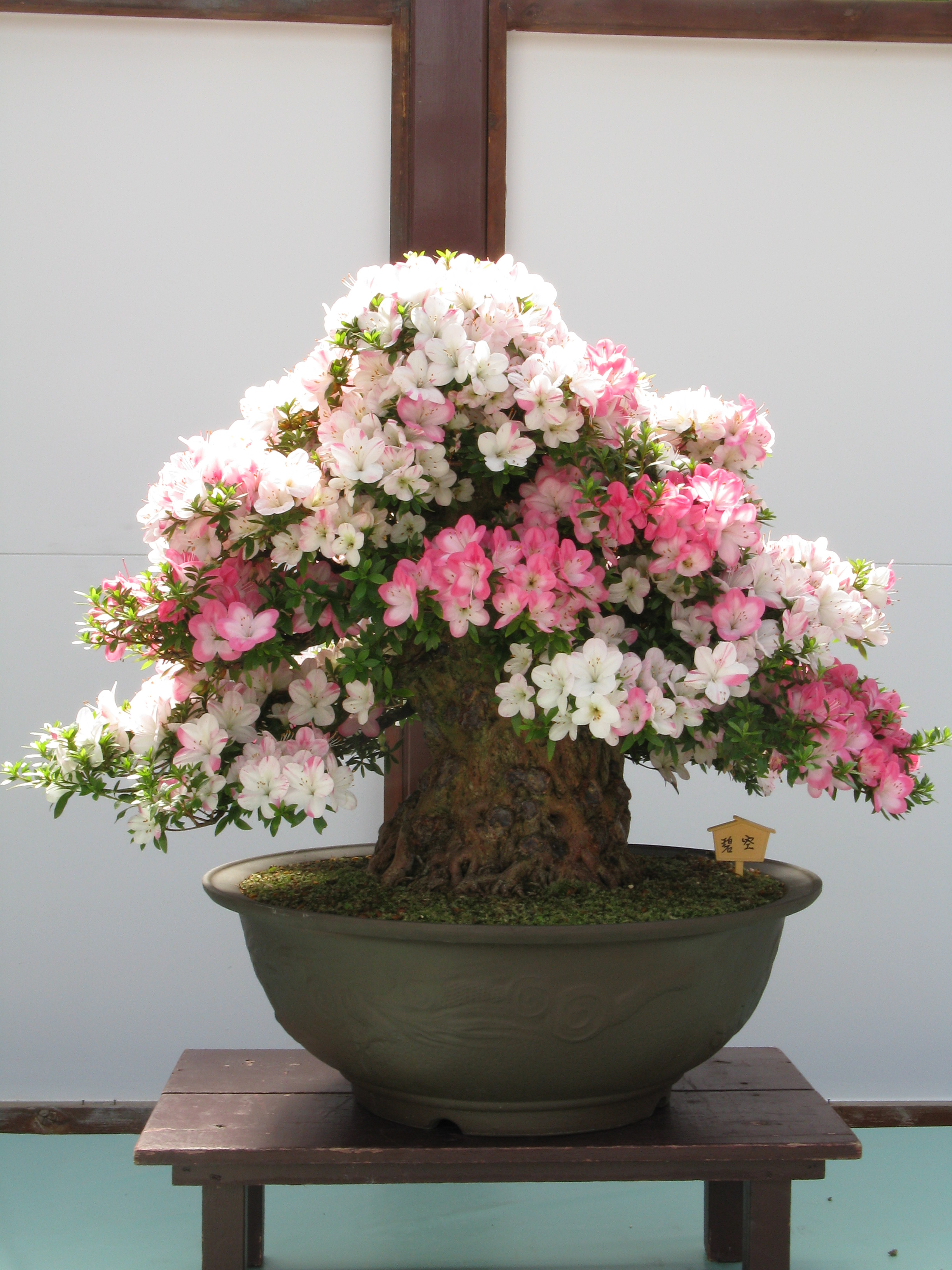 Flowering Satsuki Azalea Bonsai
