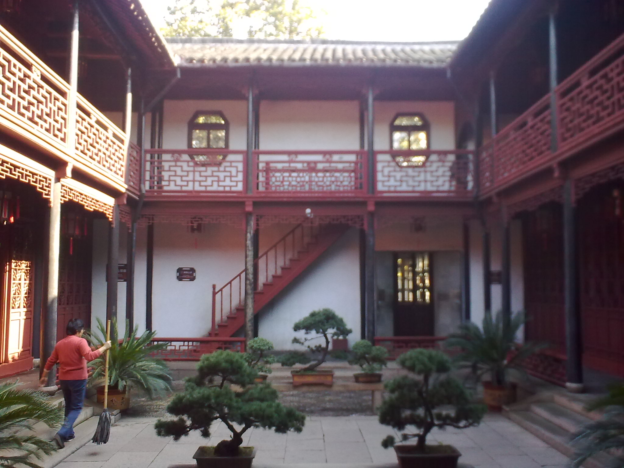 Chinese Juniper Bonsai