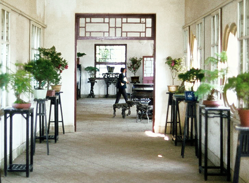 Chinese Juniper Informal Upright Bonsai