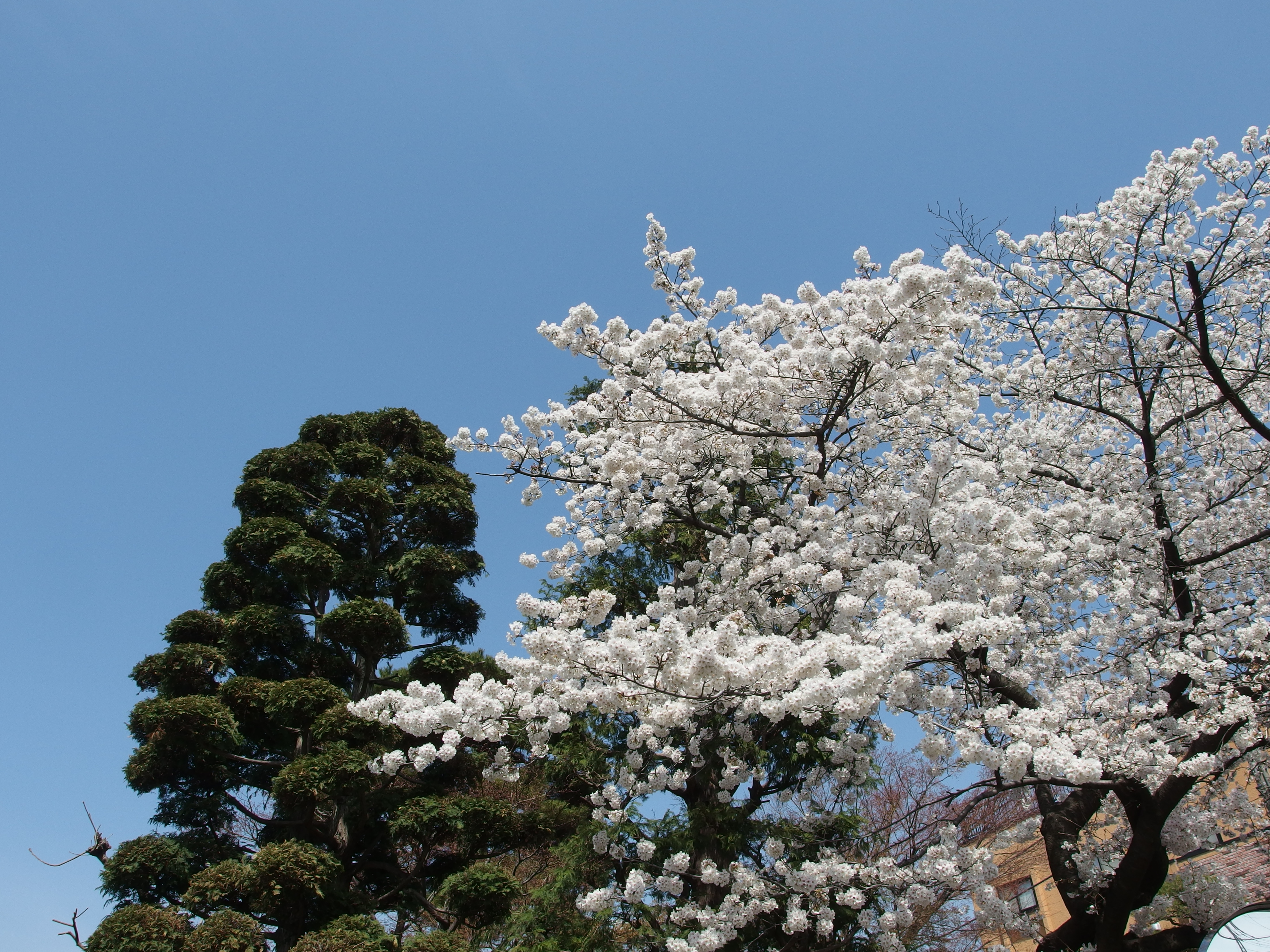 Sculpted Japanese Cedar Niwaki