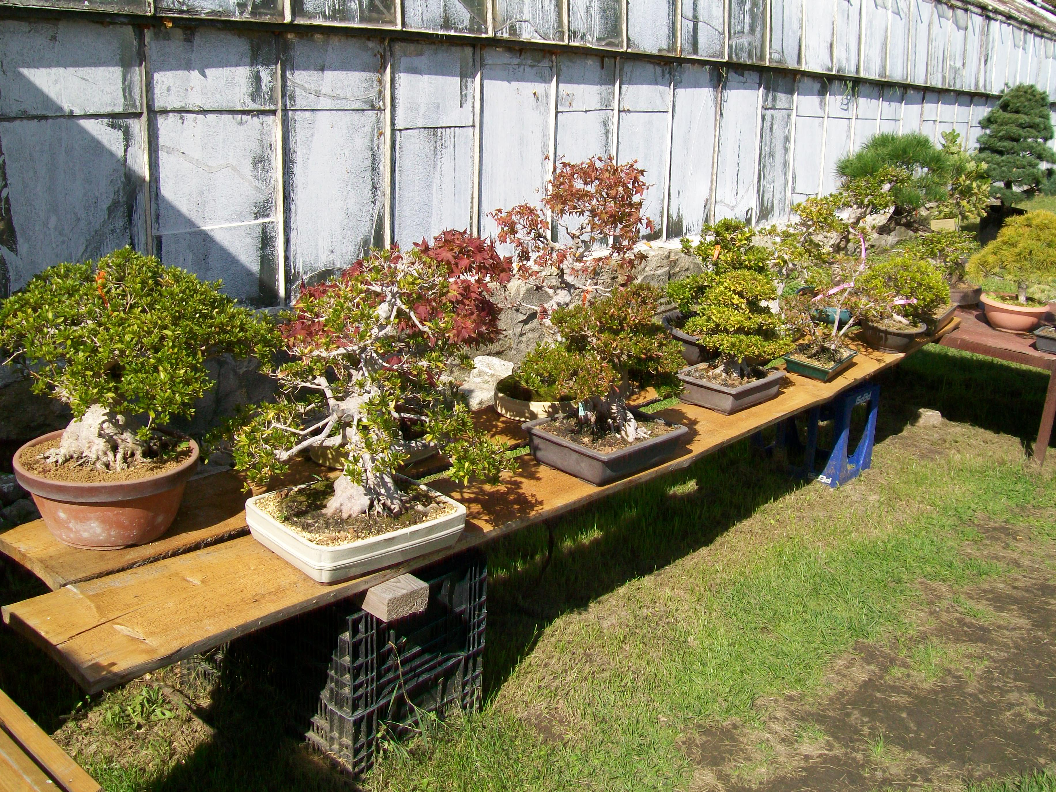 Japanese Maple Bonsai with Deadwood