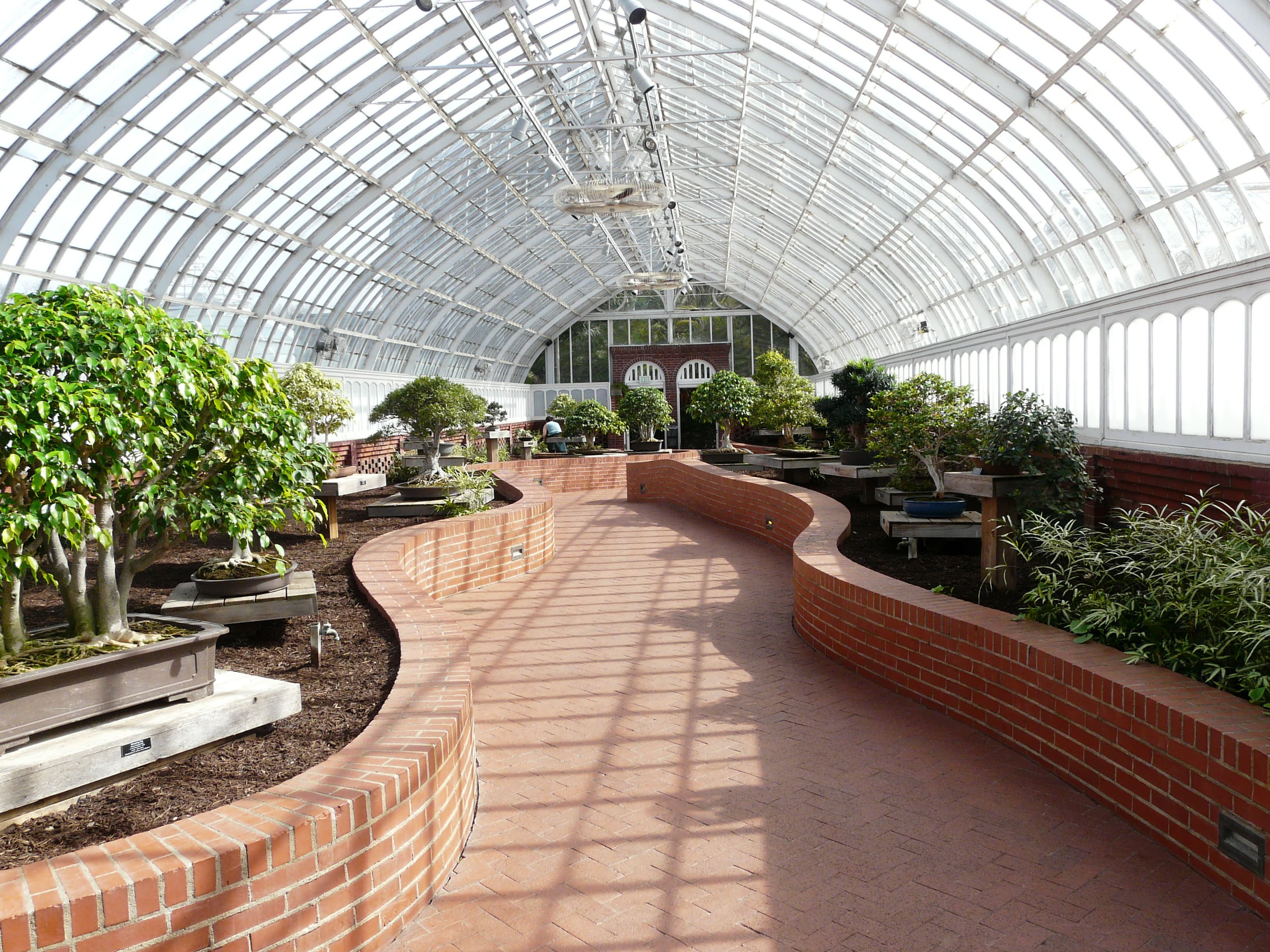 Multi-Trunk Ficus Bonsai