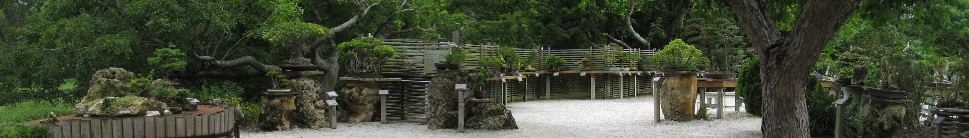 Ficus Bonsai with Exposed Roots