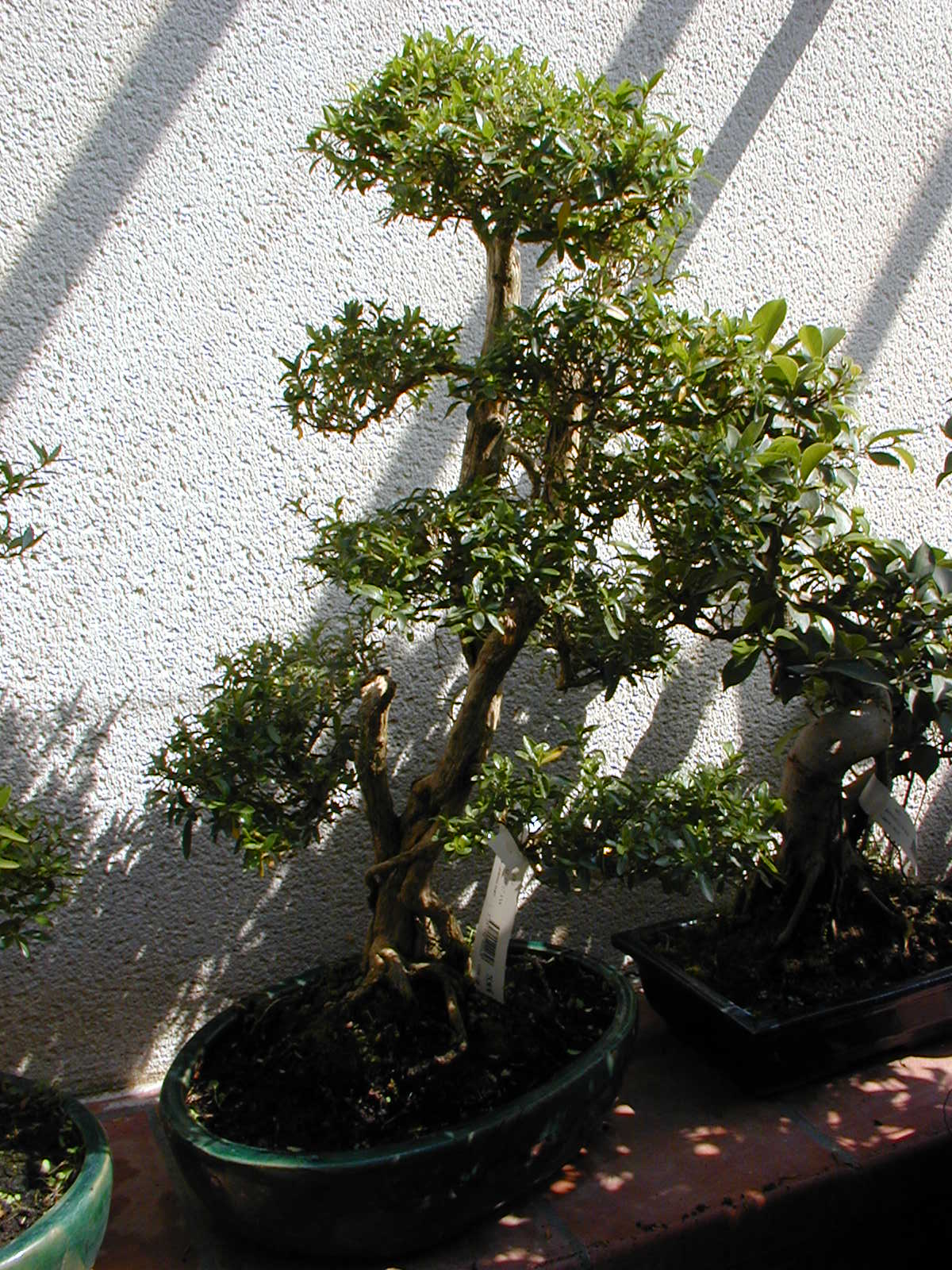 Informal Upright Ficus Bonsai