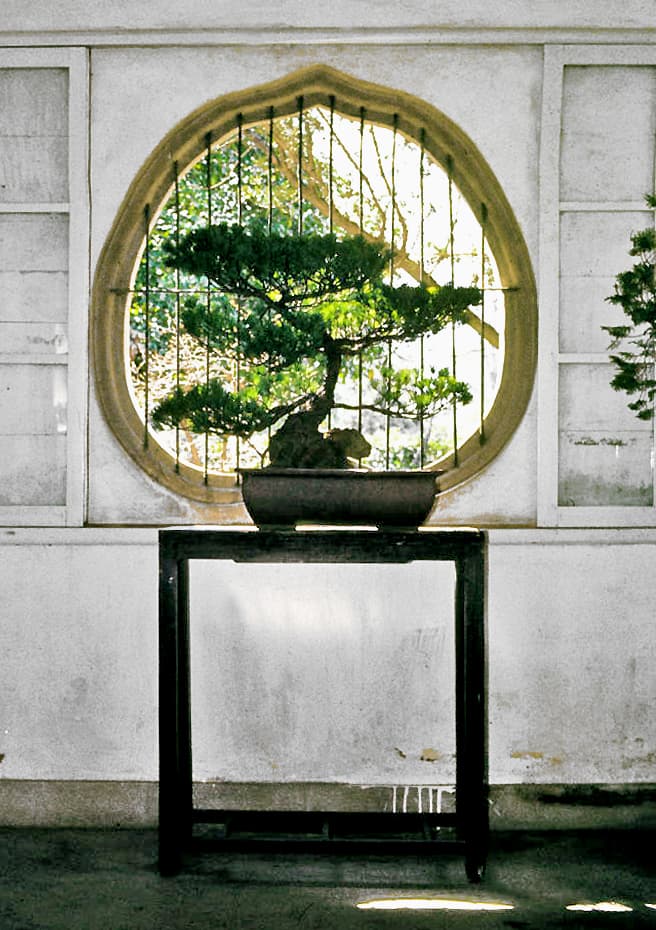 Gnarled Penjing Chinese Juniper