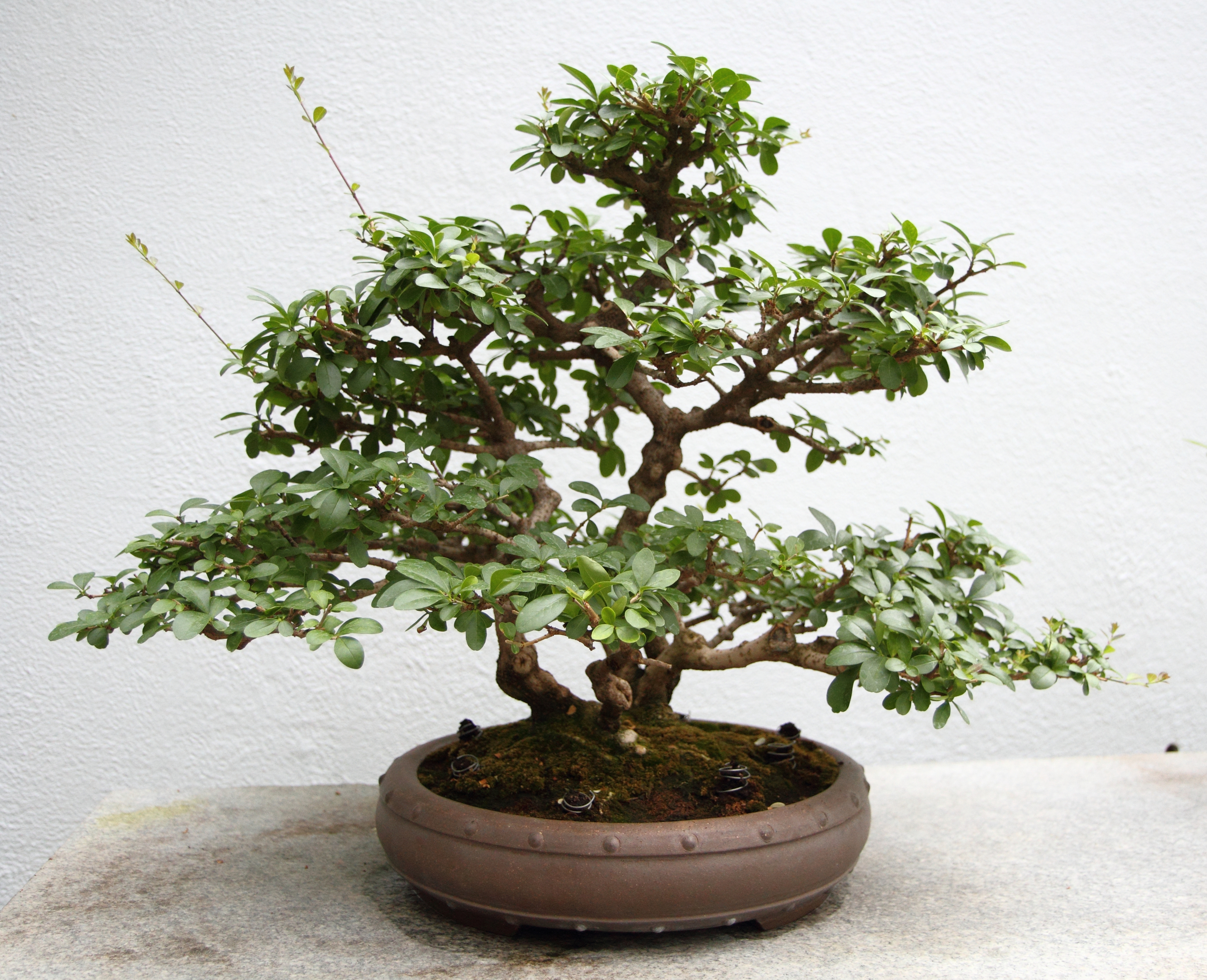 Chinese Privet Informal Upright Bonsai