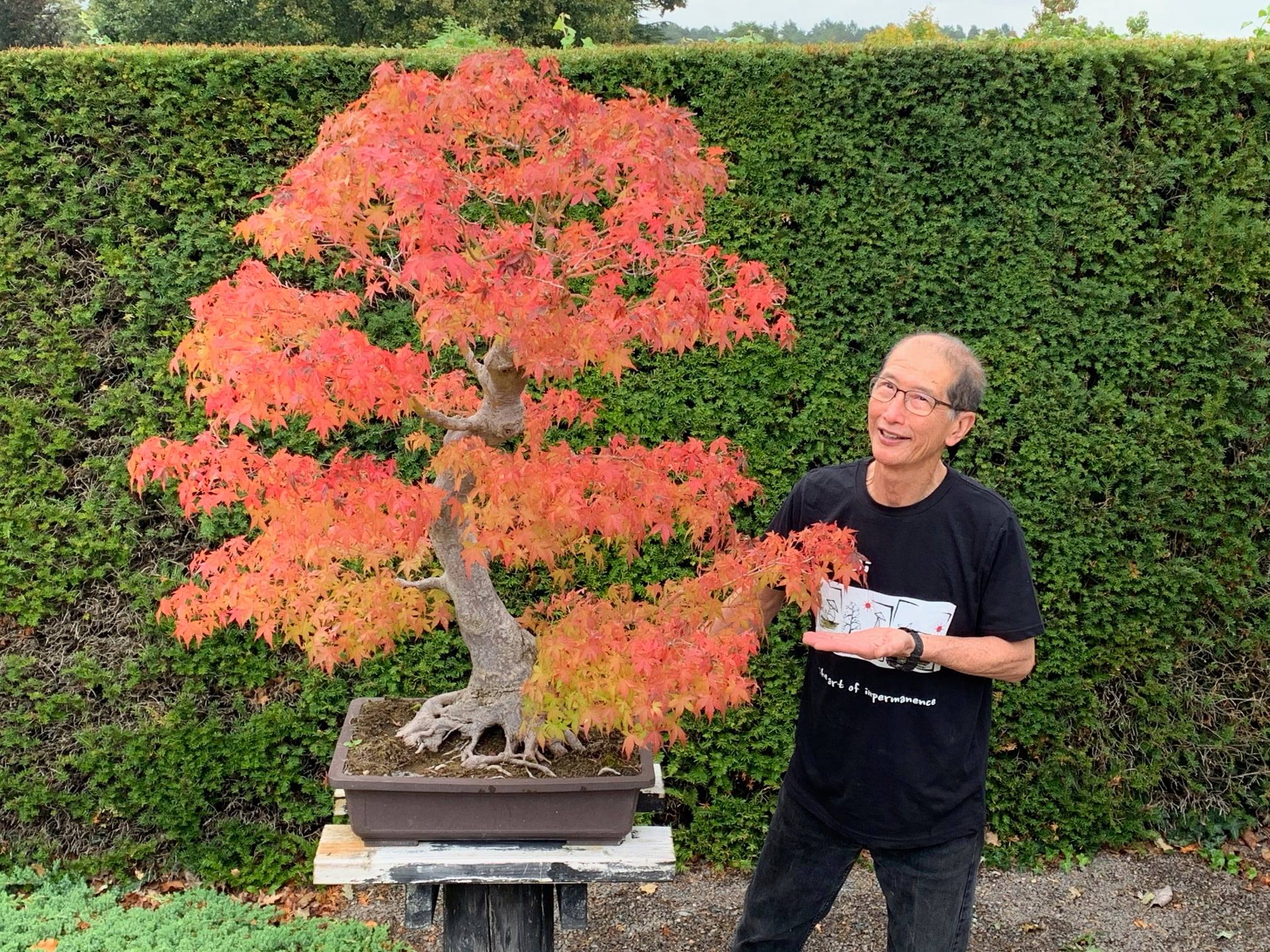 Mature Japanese Maple Bonsai with Autumn Foliage