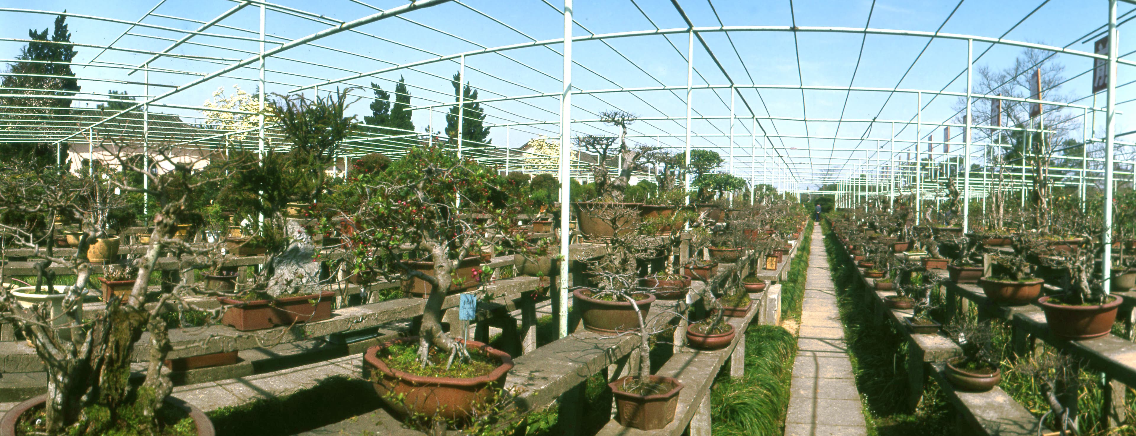 Crabapple Bonsai with Red Fruits