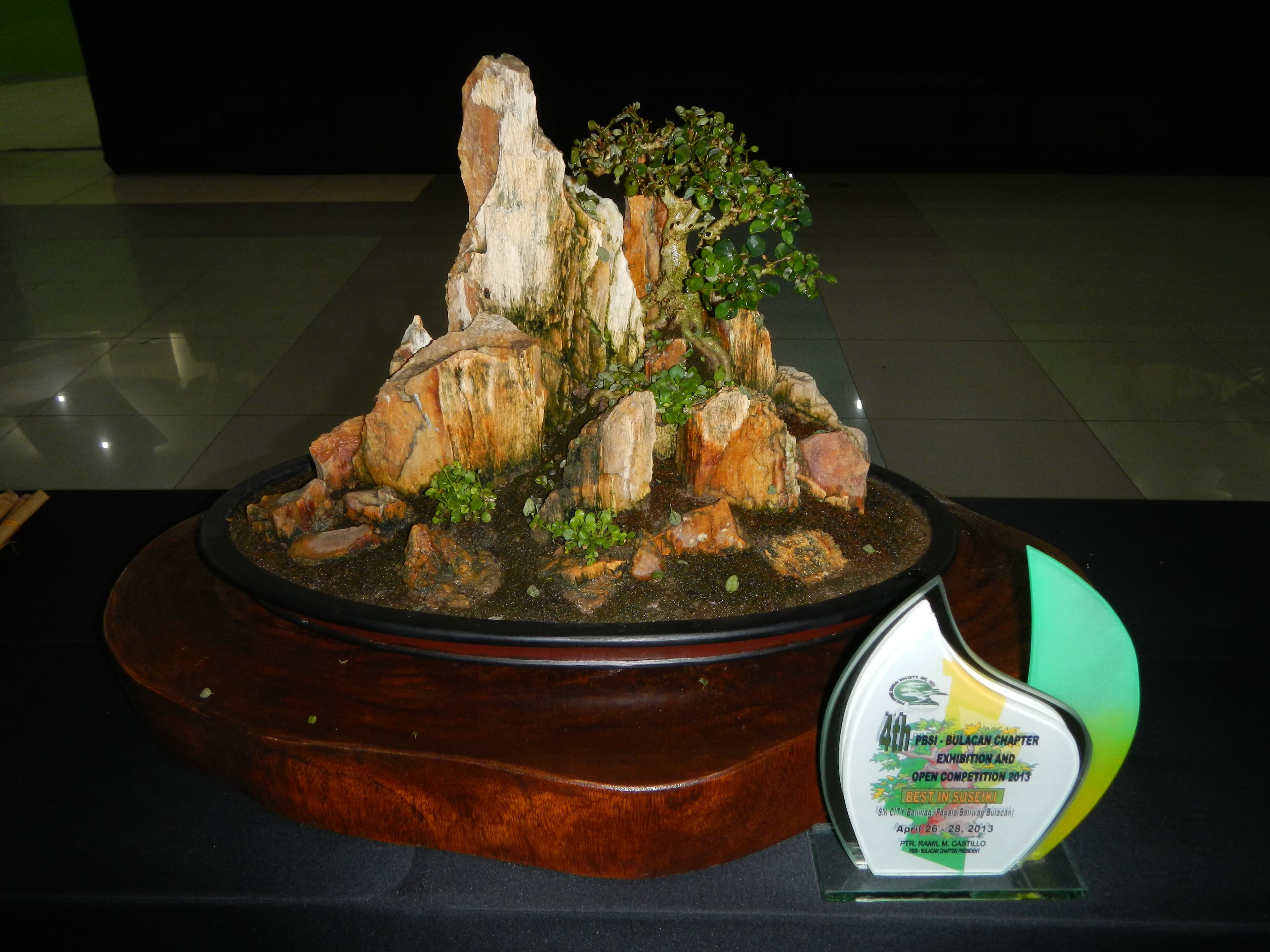 Tropical Ficus Rock Planting