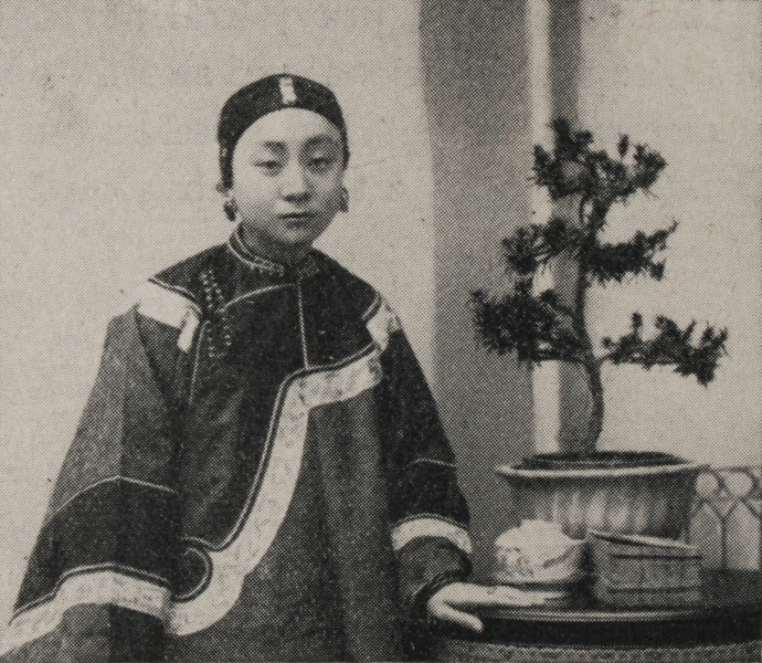Early 20th Century Chinese Pine Bonsai