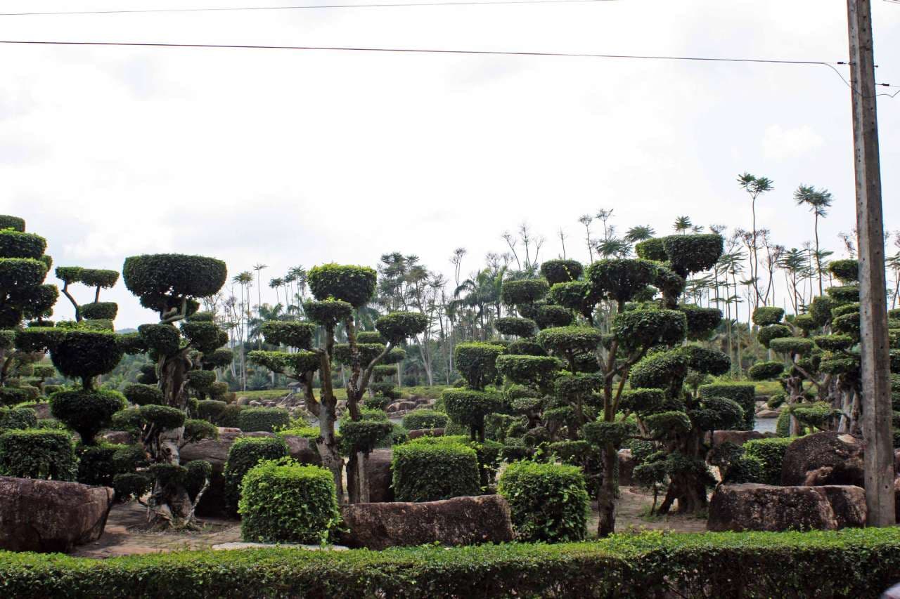 Nong Nooch Garden Cloud Pruned Tree