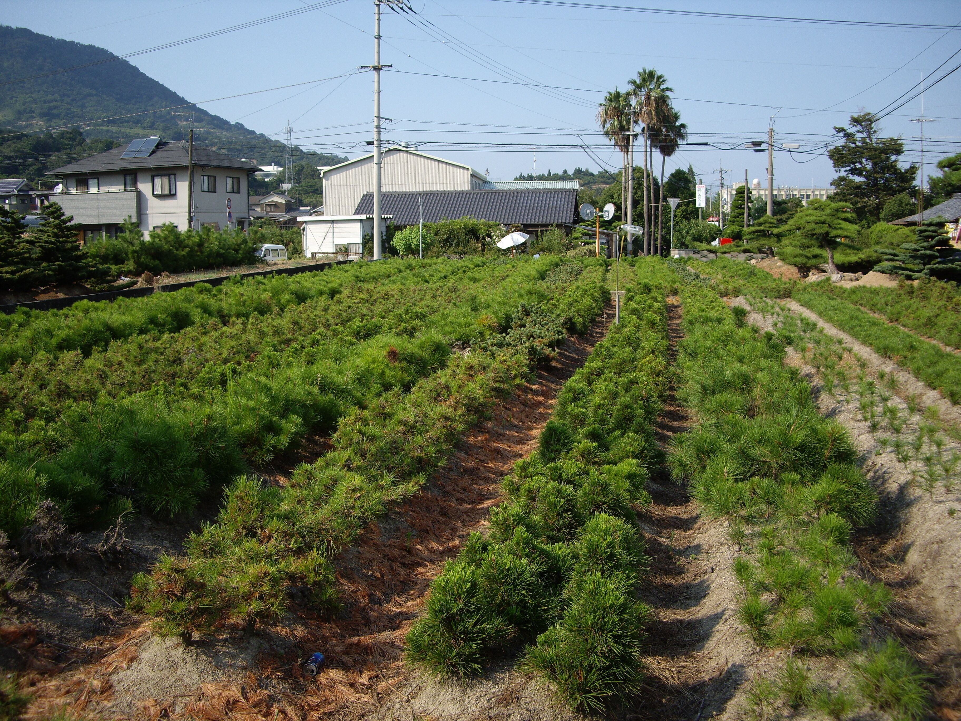 Japanese Black Pine Bonsai Nursery Stock