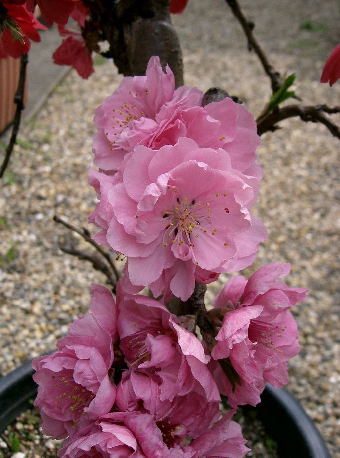 Flowering Peach Bonsai