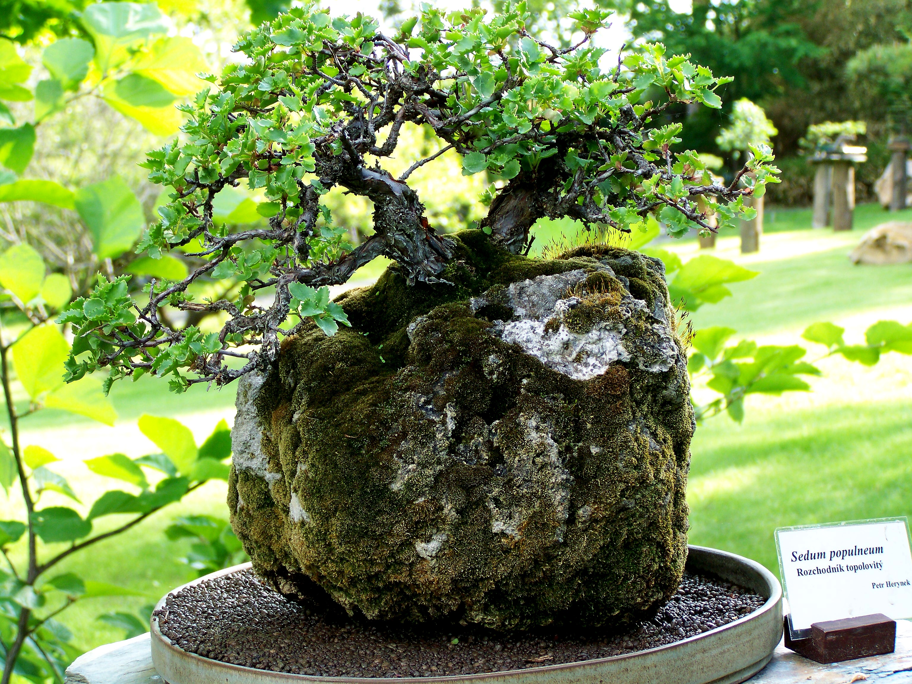 Poplar Stonecrop Root-Over-Rock Bonsai