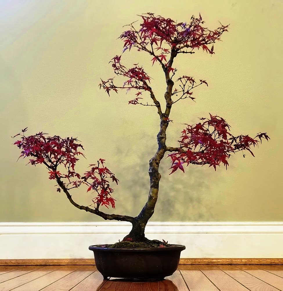 Kiyohime Maple Bonsai