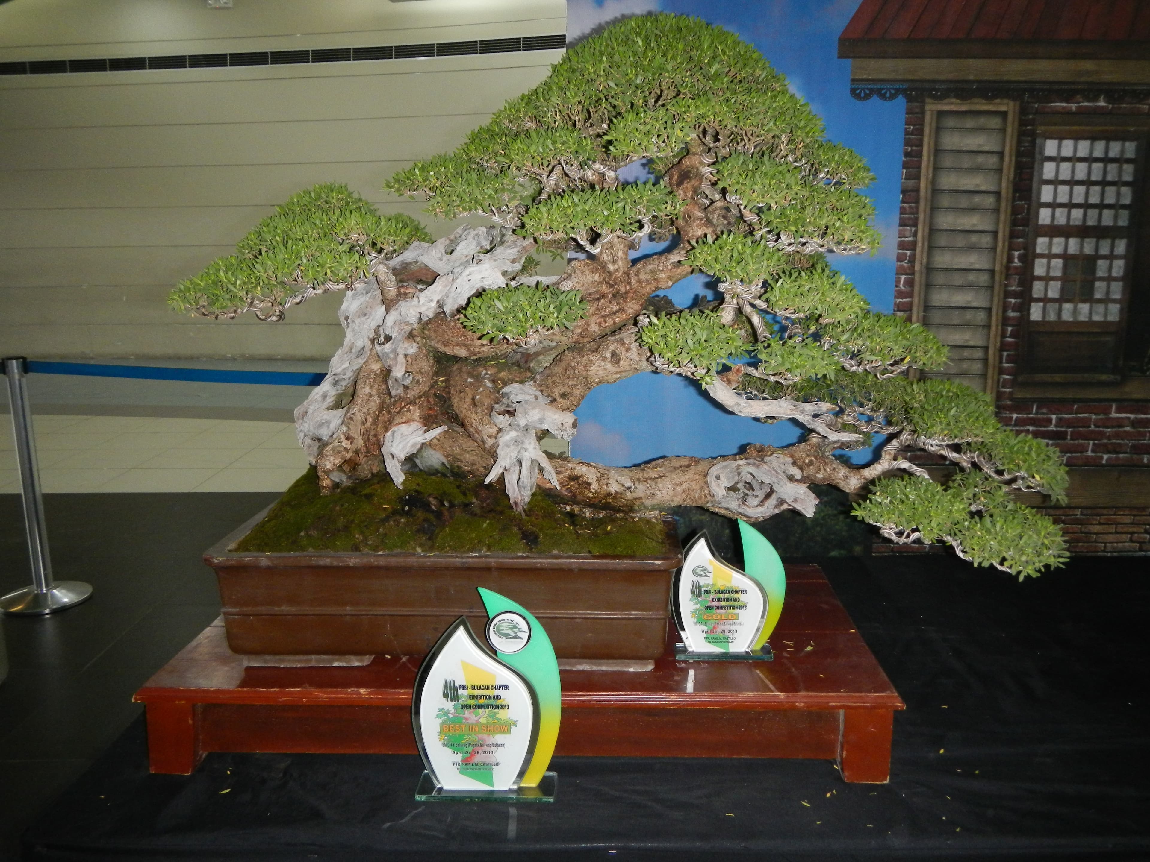 Ancient Ficus Bonsai with Extensive Deadwood