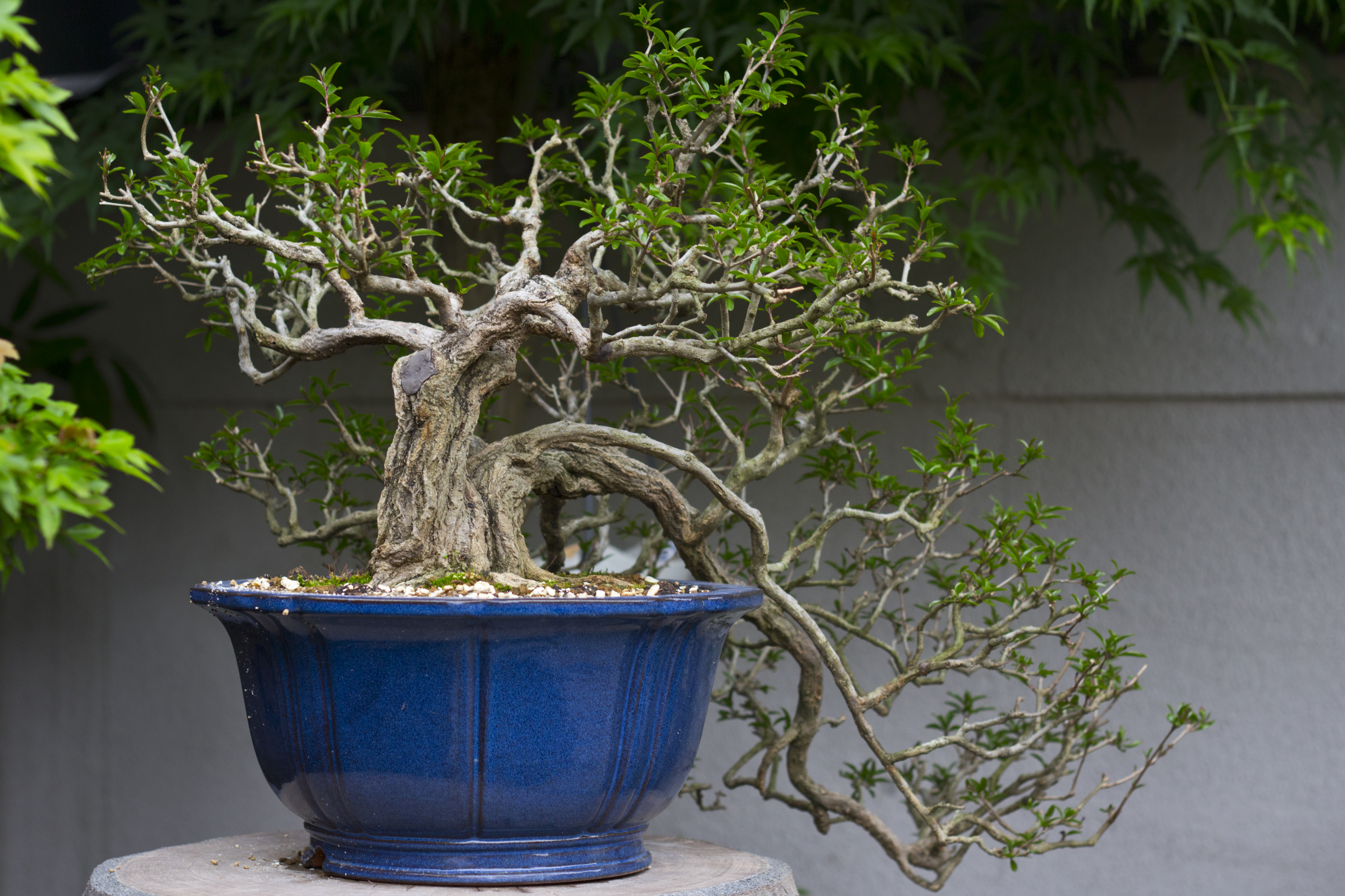 Japanese Zelkova Bonsai