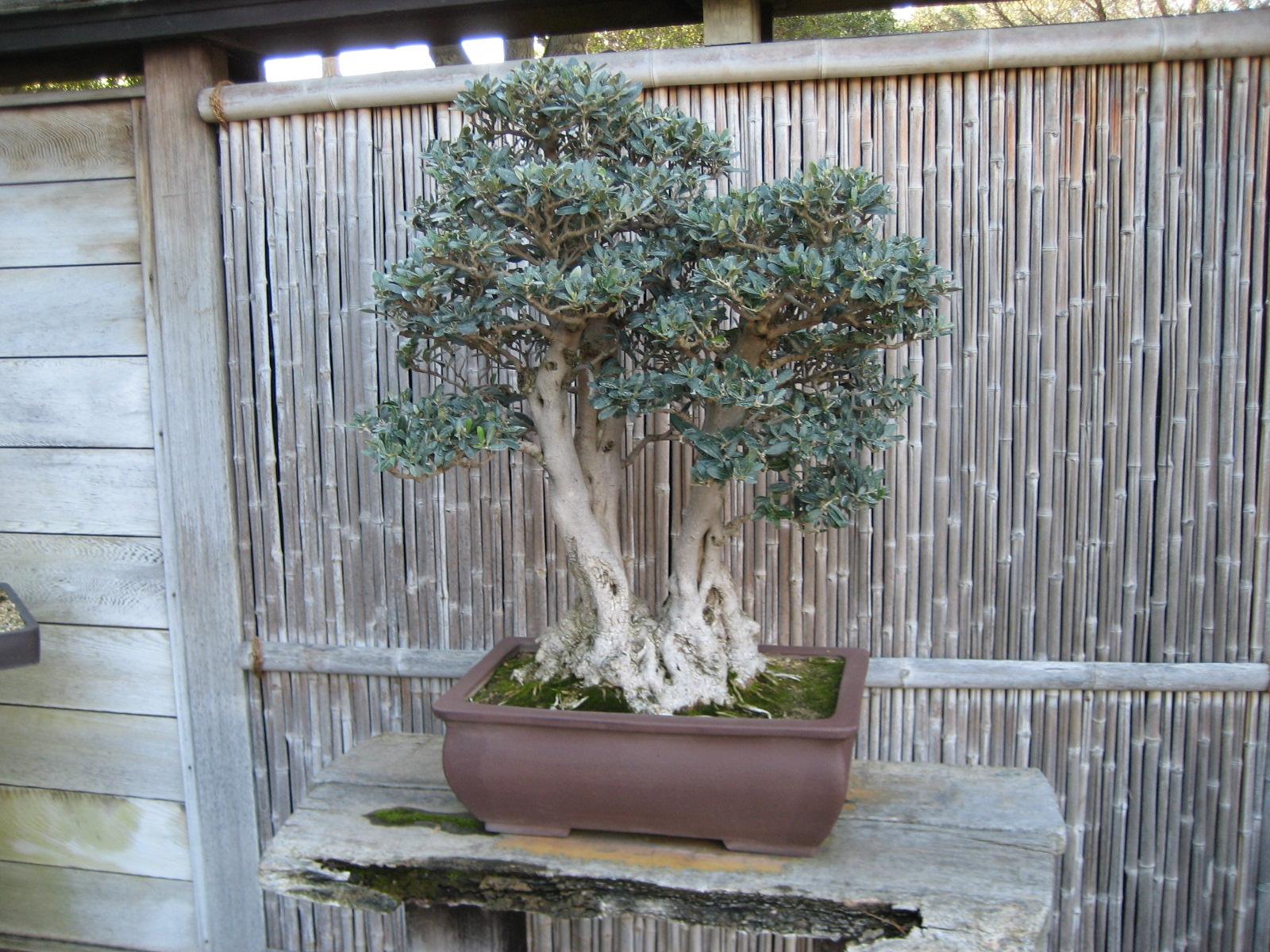 Multi-Trunk Olive Bonsai