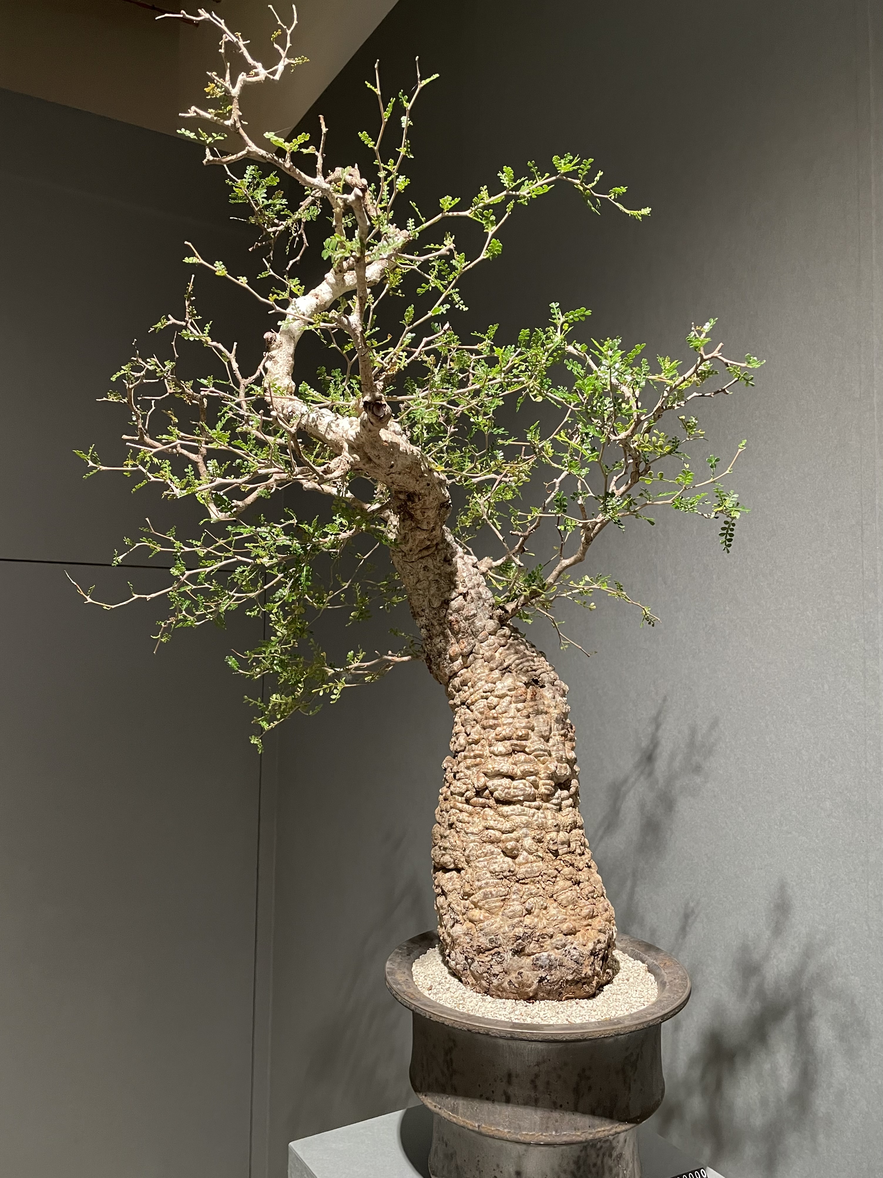 Operculicarya pachypus Caudex Bonsai