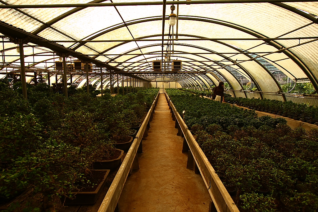 Unidentified Bonsai in Cultivation