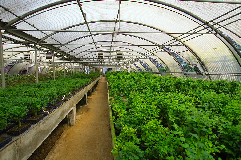 Greenhouse Bonsai Stock (Unidentified)