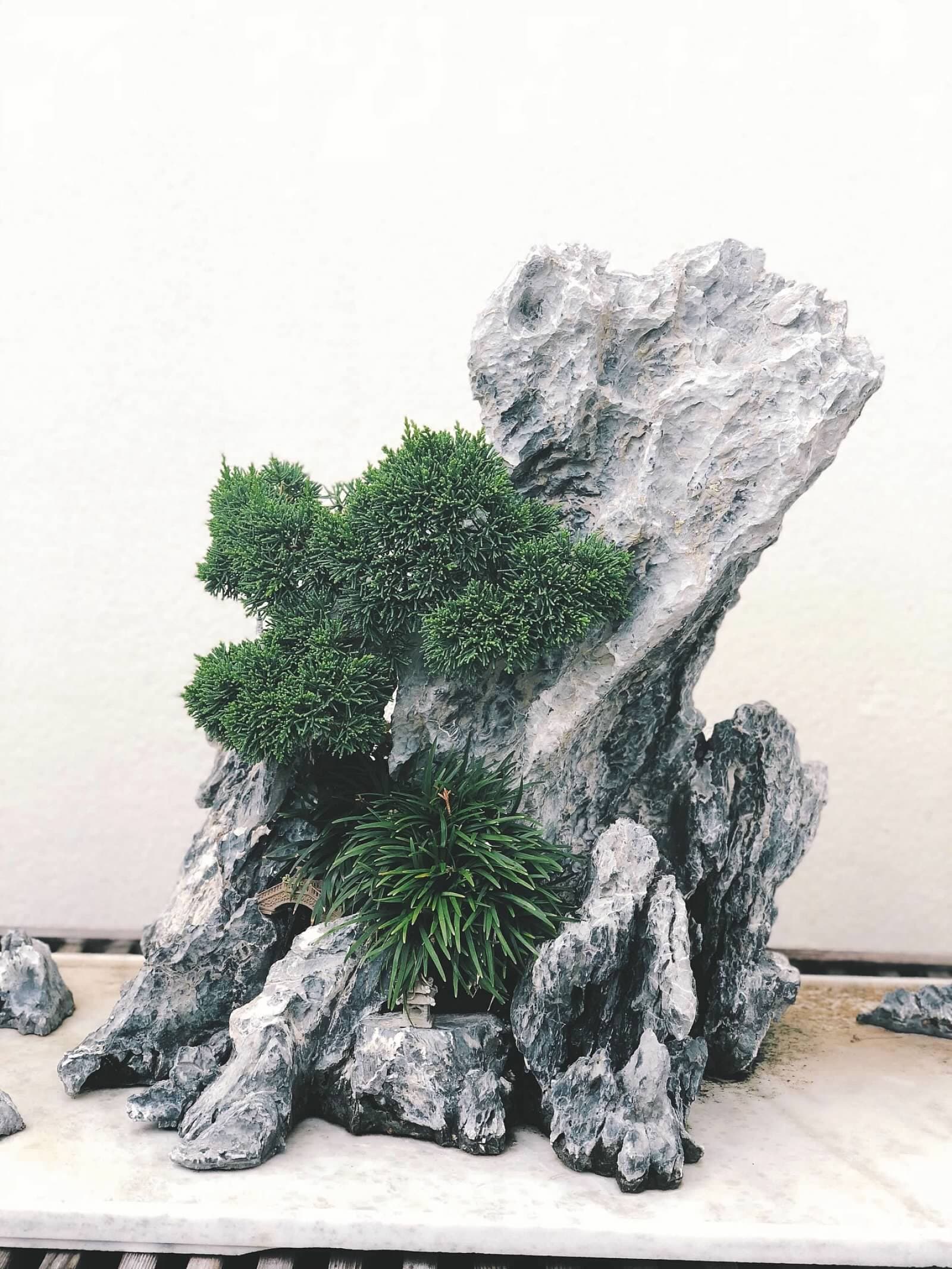 Juniper Rock Planting Bonsai