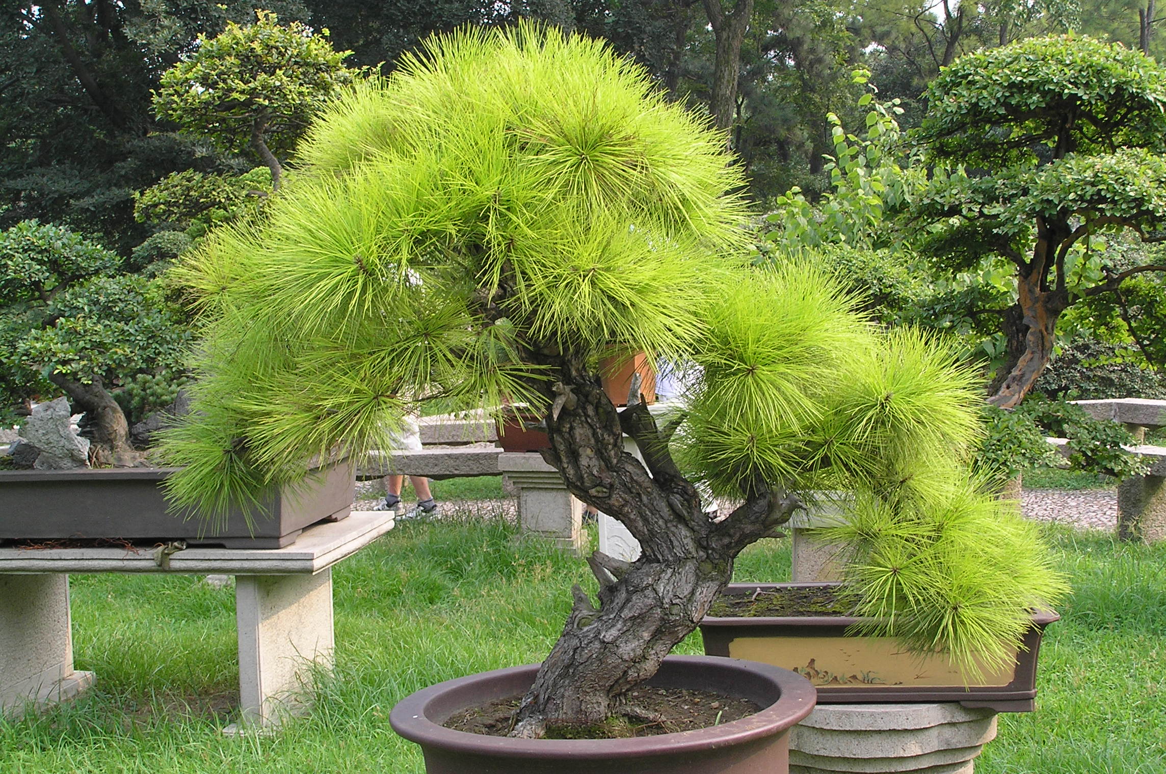 Chinese Black Pine Penjing