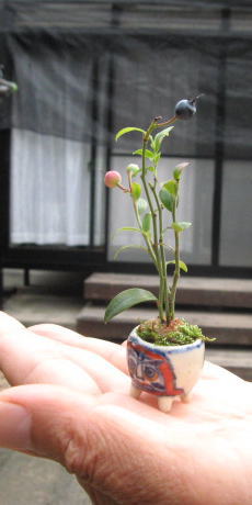 Miniature Blueberry Bonsai