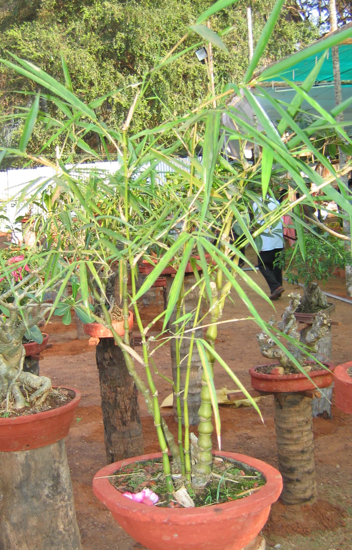 Bamboo Forest Bonsai