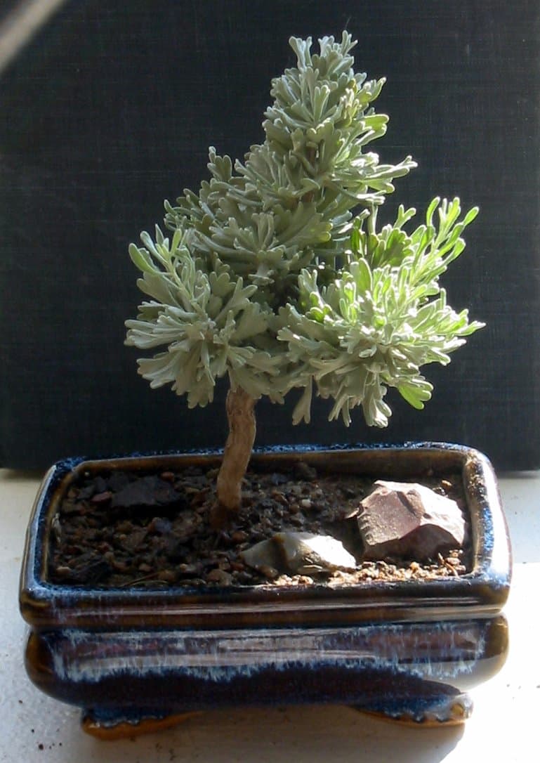 Sagebrush Bonsai