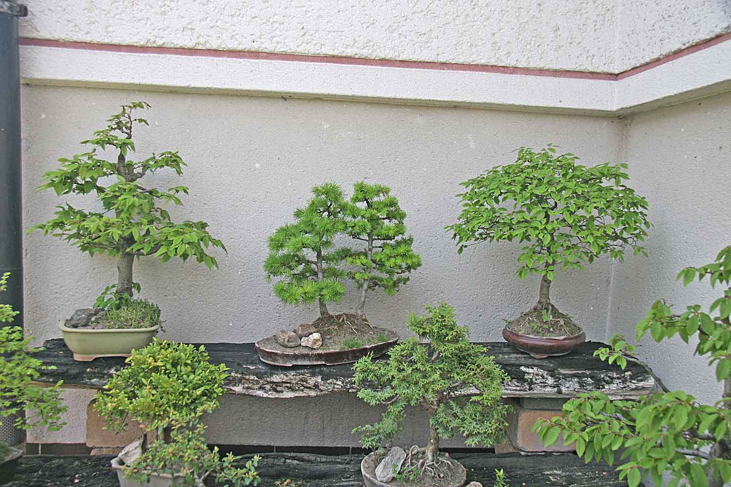 Japanese Zelkova Bonsai