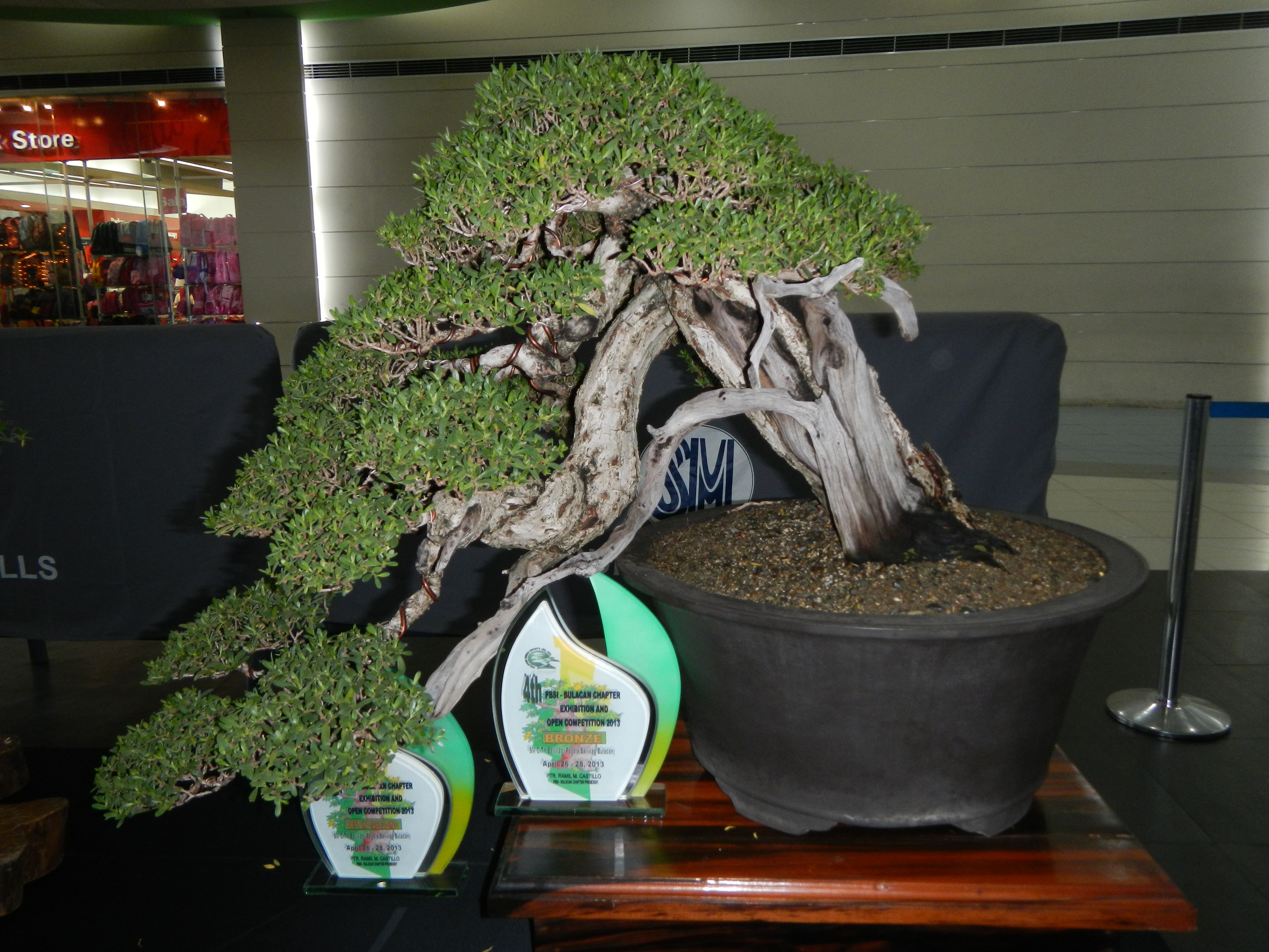 Semi-Cascade Ficus Bonsai with Dramatic Deadwood
