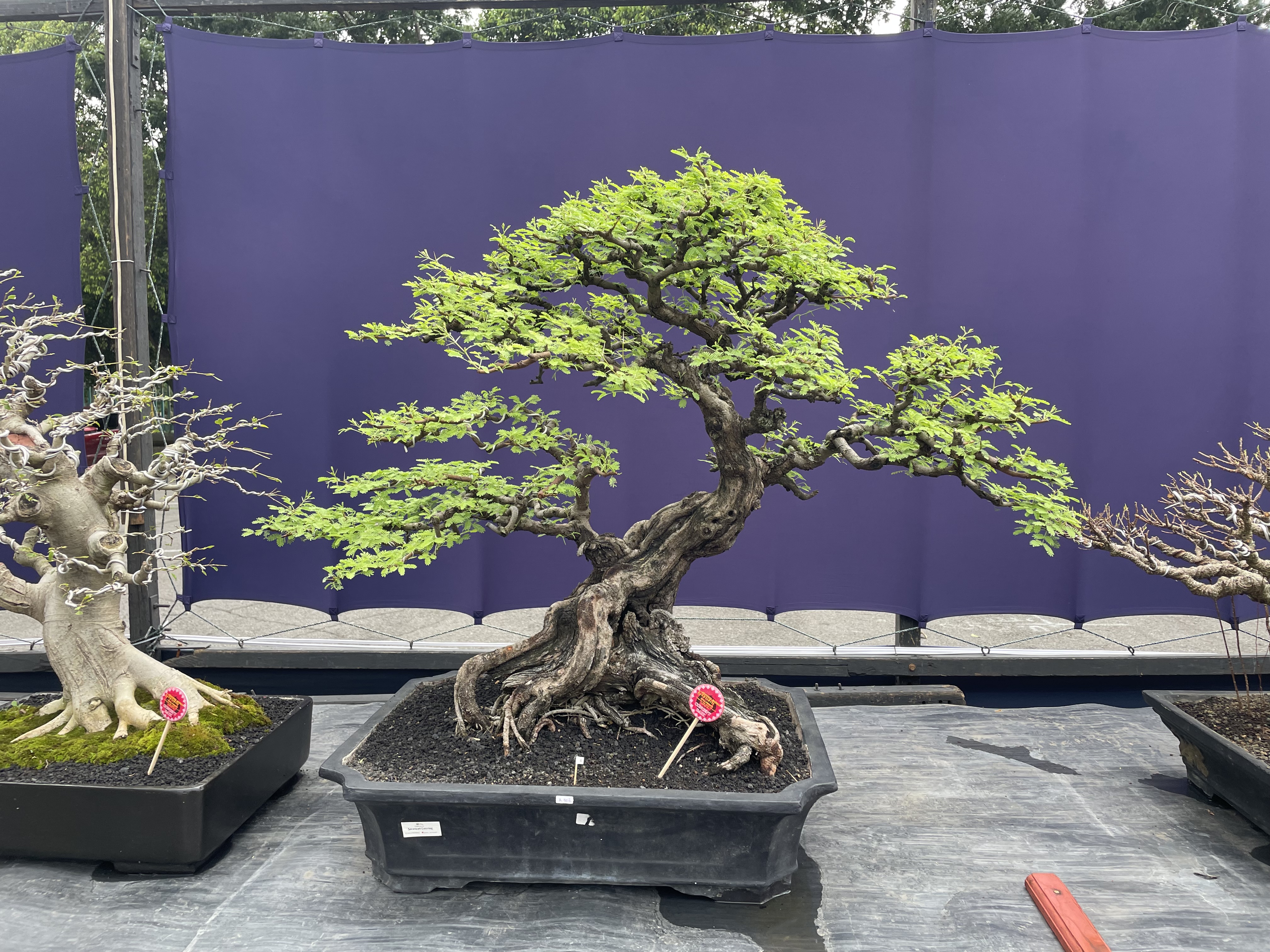 Informal Upright Tamarind Bonsai
