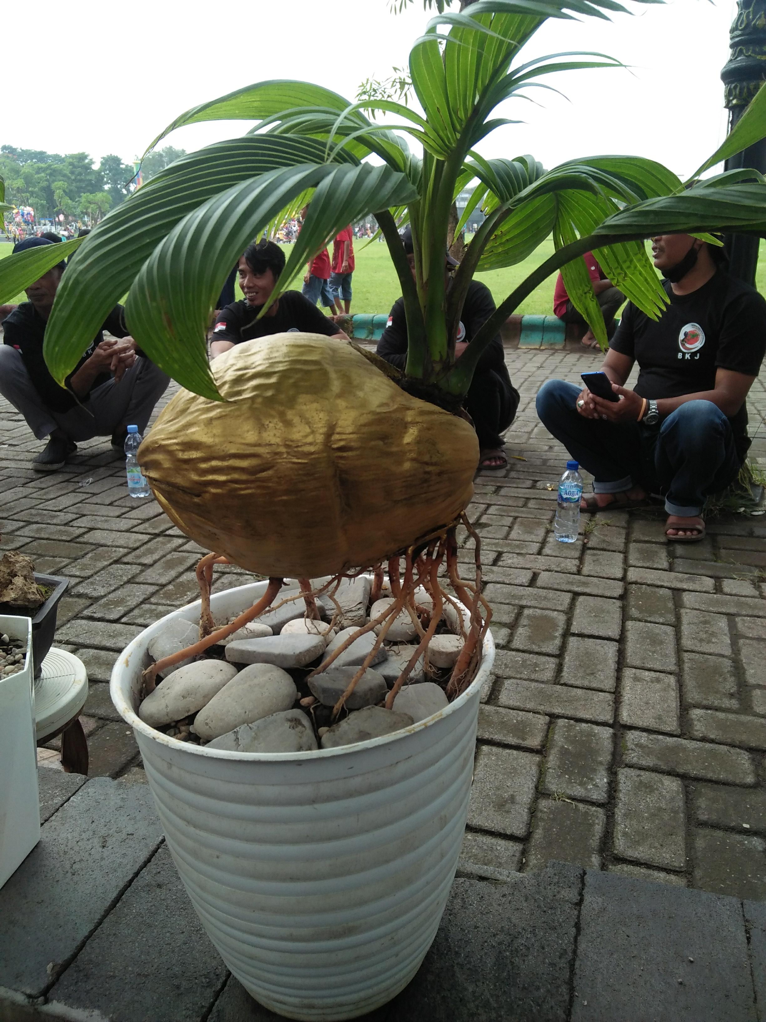 Golden Coconut Bonsai