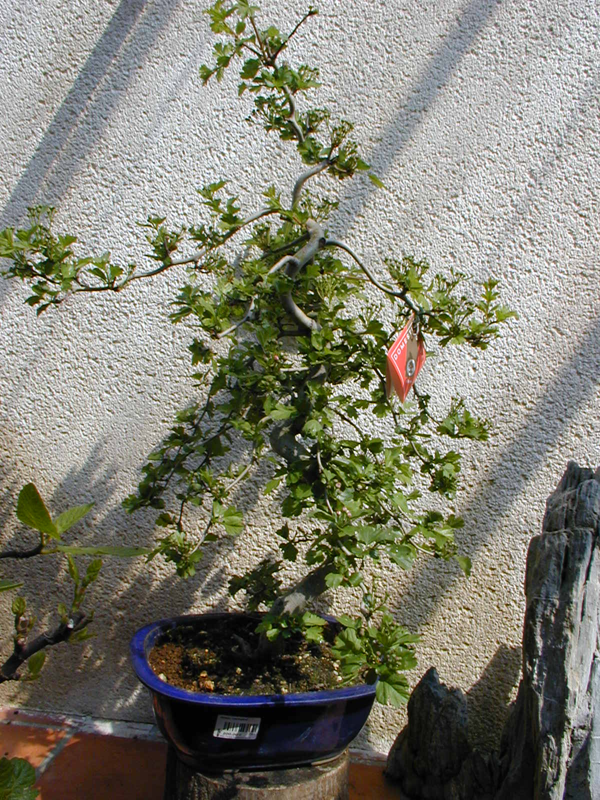 Hawthorn Informal Upright Bonsai