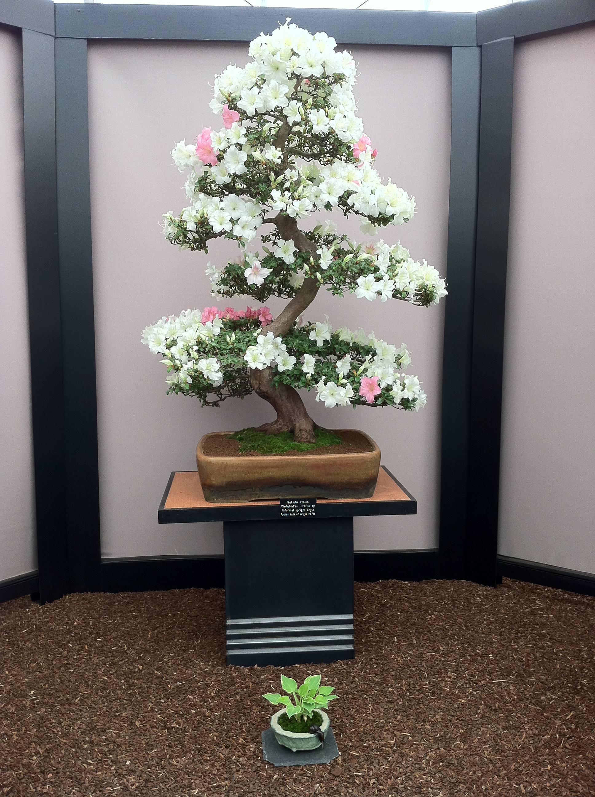 Satsuki Azalea Bonsai