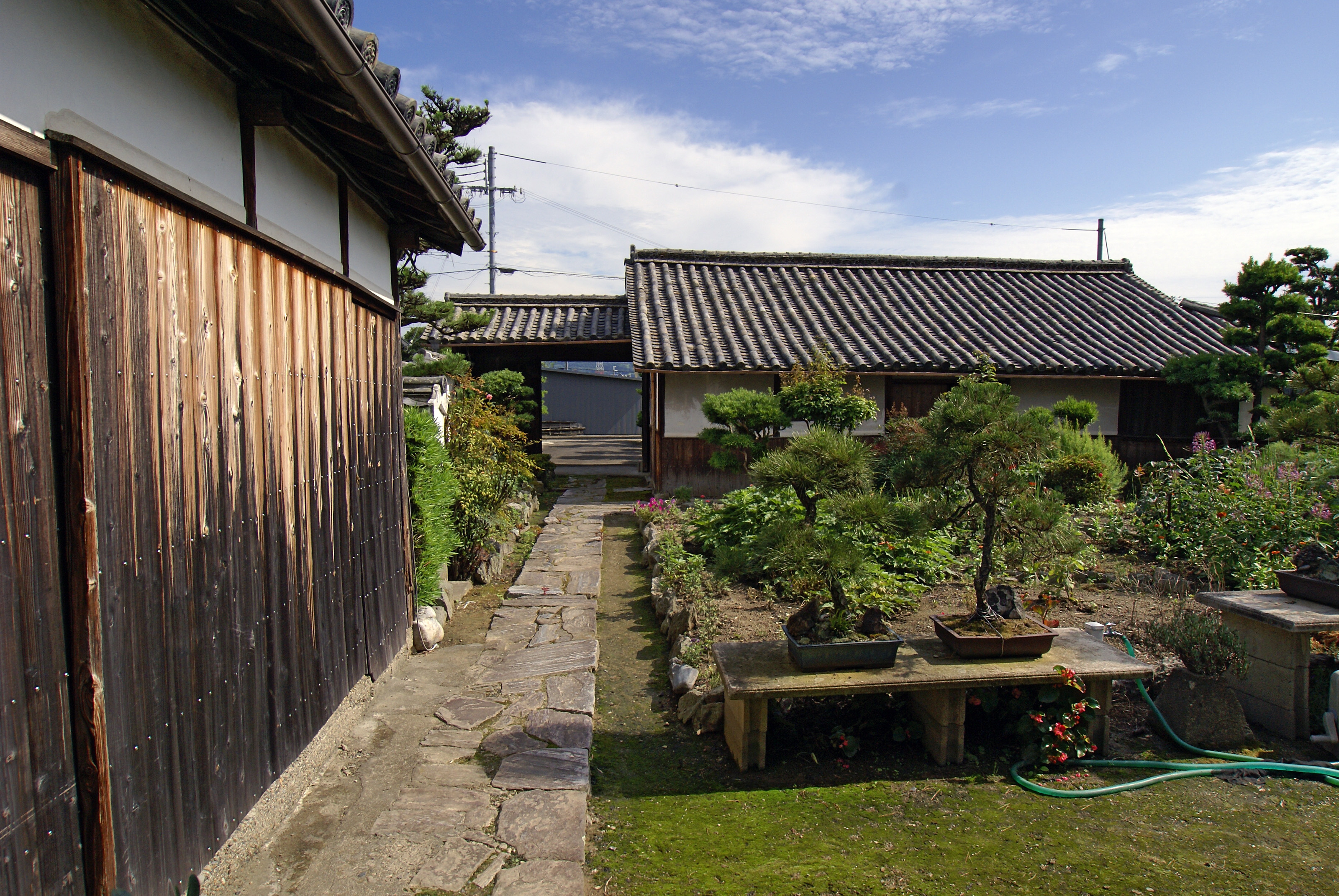 Japanese Black Pine Bonsai